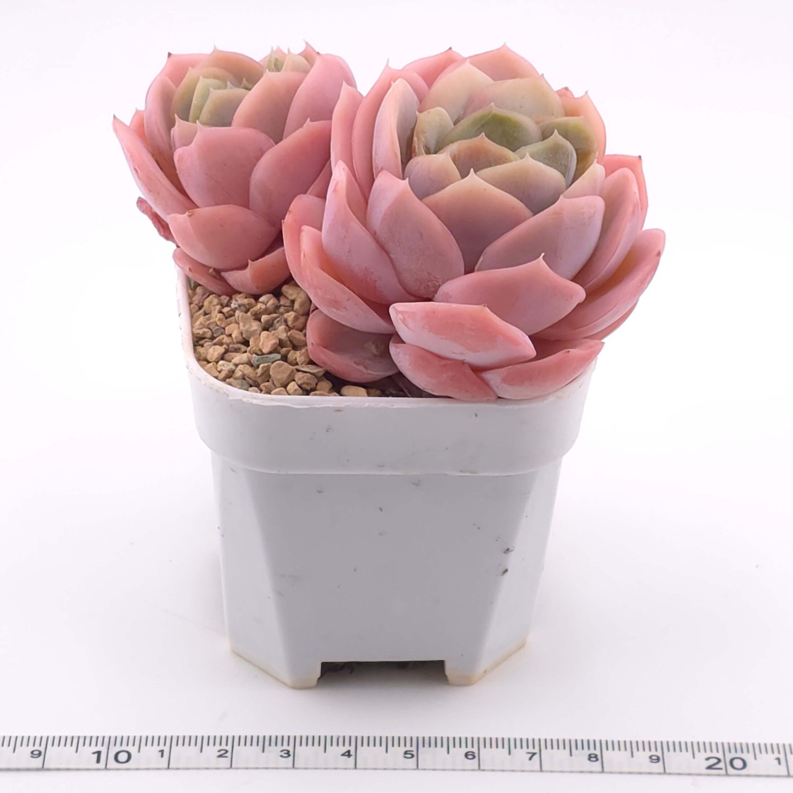 Echeveria ‘Blue Surprise’ double | 藍色驚起雙 thumbnail 3
