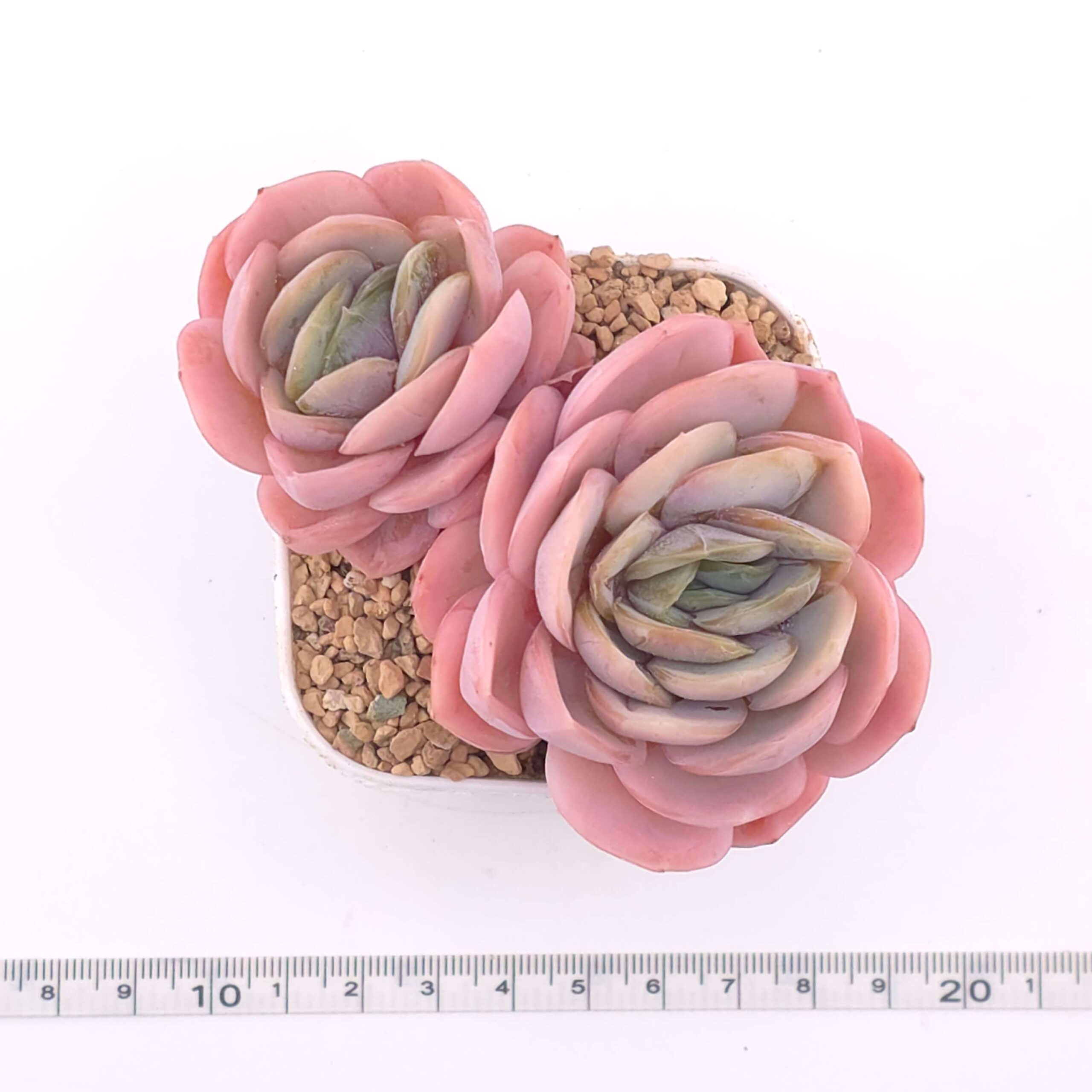 Echeveria ‘Blue Surprise’ double | 藍色驚起雙 thumbnail 2
