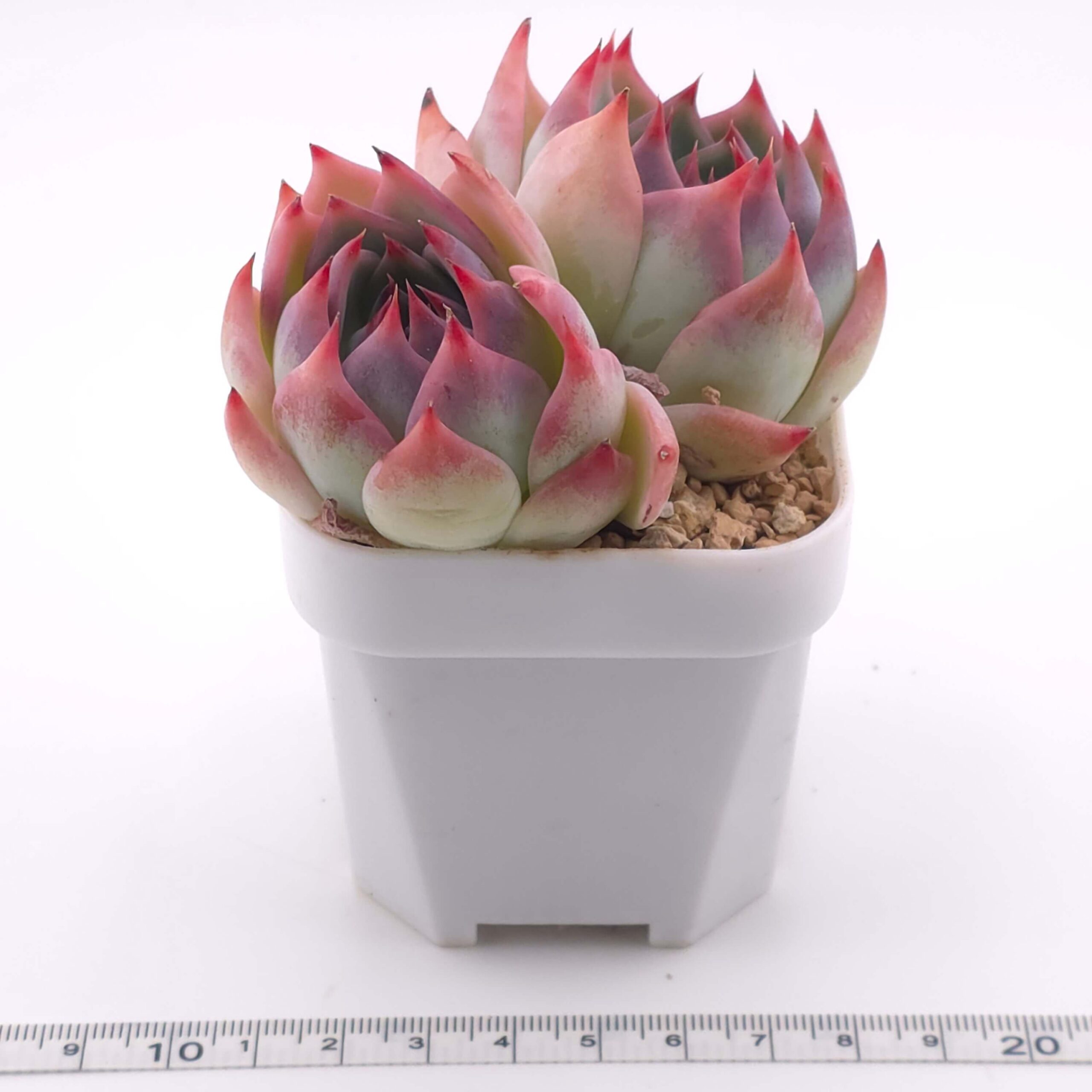 Echeveria chihuahuaensis double | 吉娃娃雙 thumbnail 3