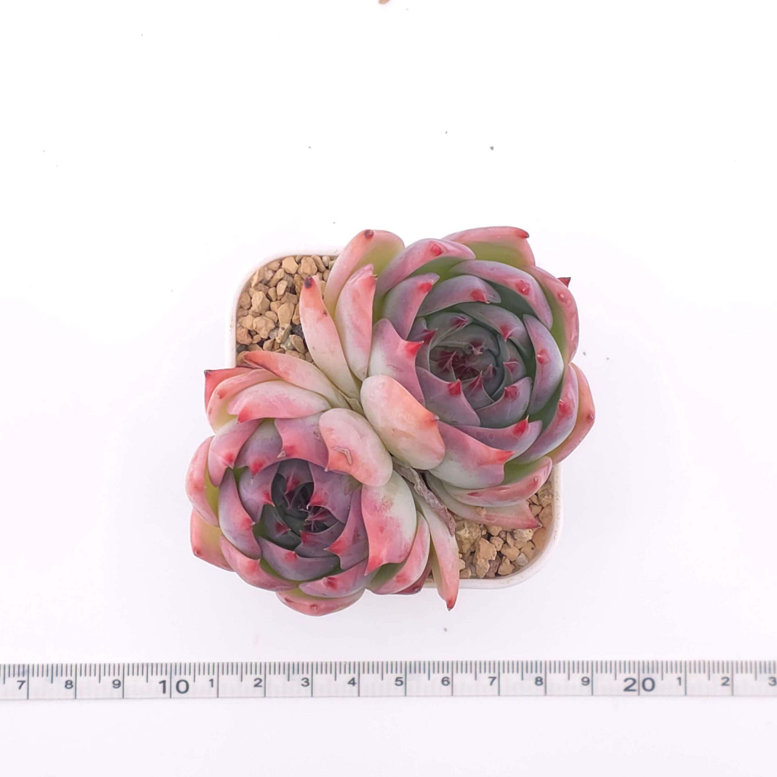 Echeveria chihuahuaensis double | 吉娃娃雙 thumbnail 2