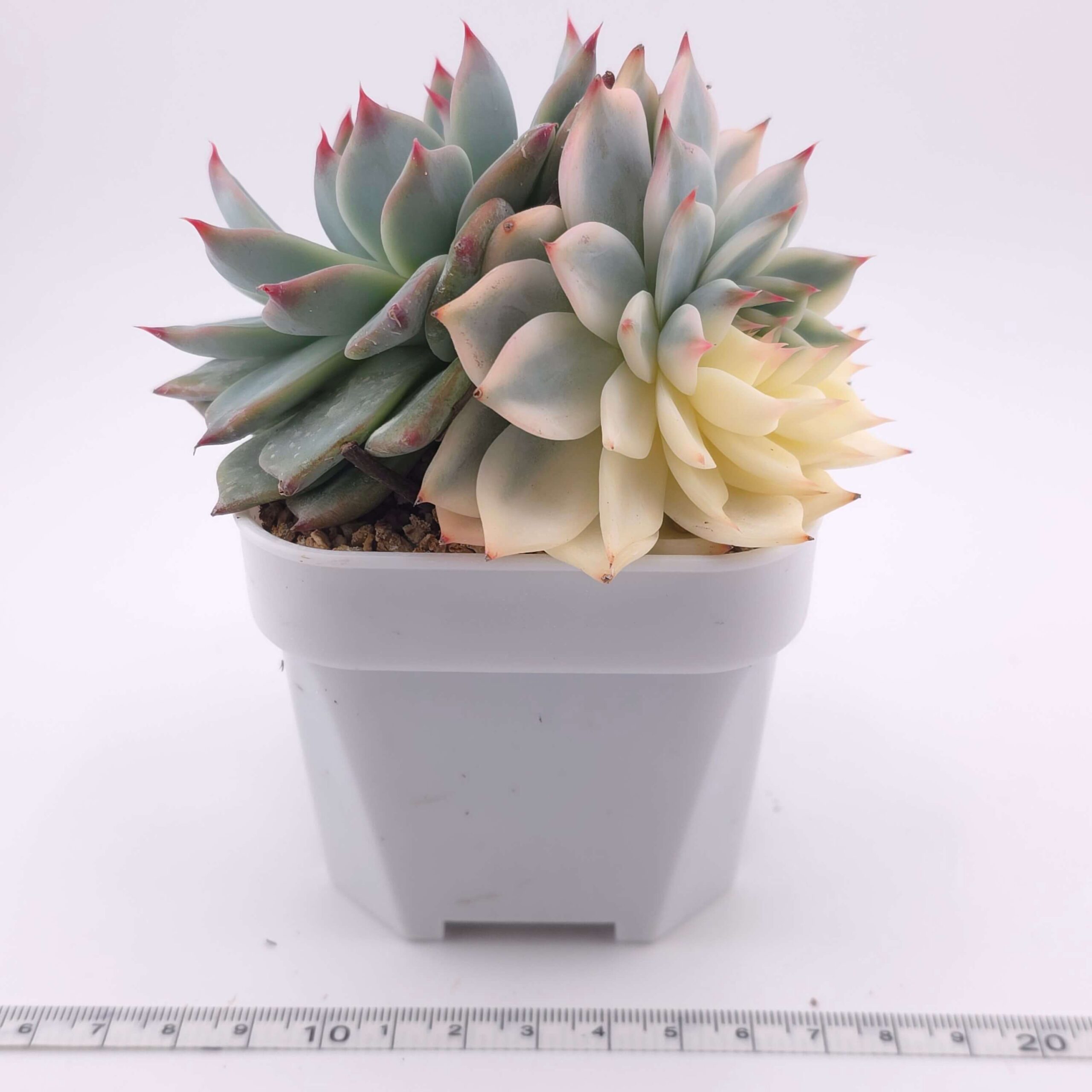 Echeveria chihuahuaensis variegated | 吉娃娃錦 thumbnail 4