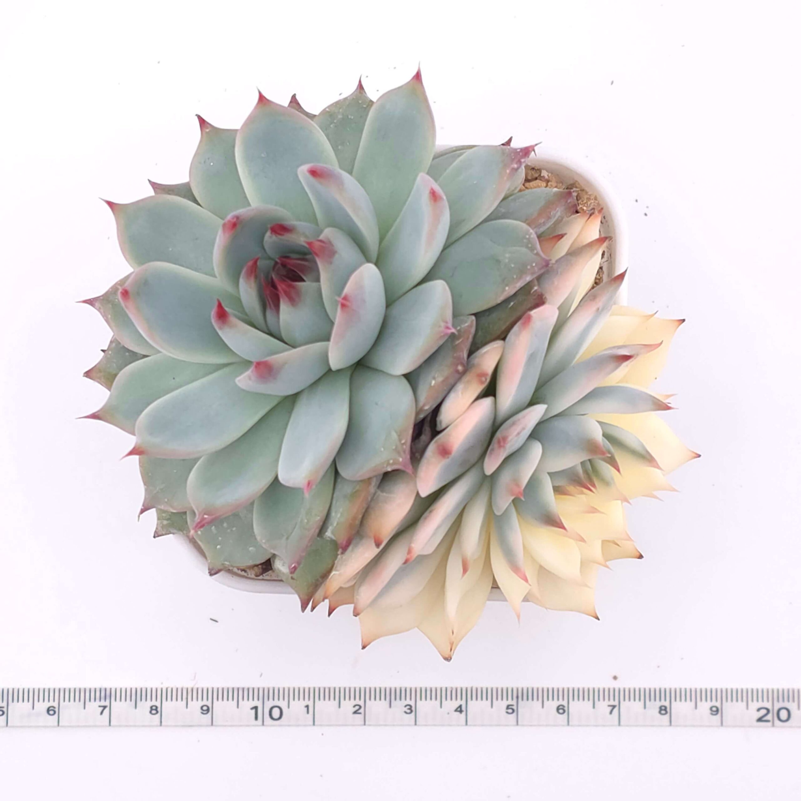 Echeveria chihuahuaensis variegated | 吉娃娃錦 thumbnail 2