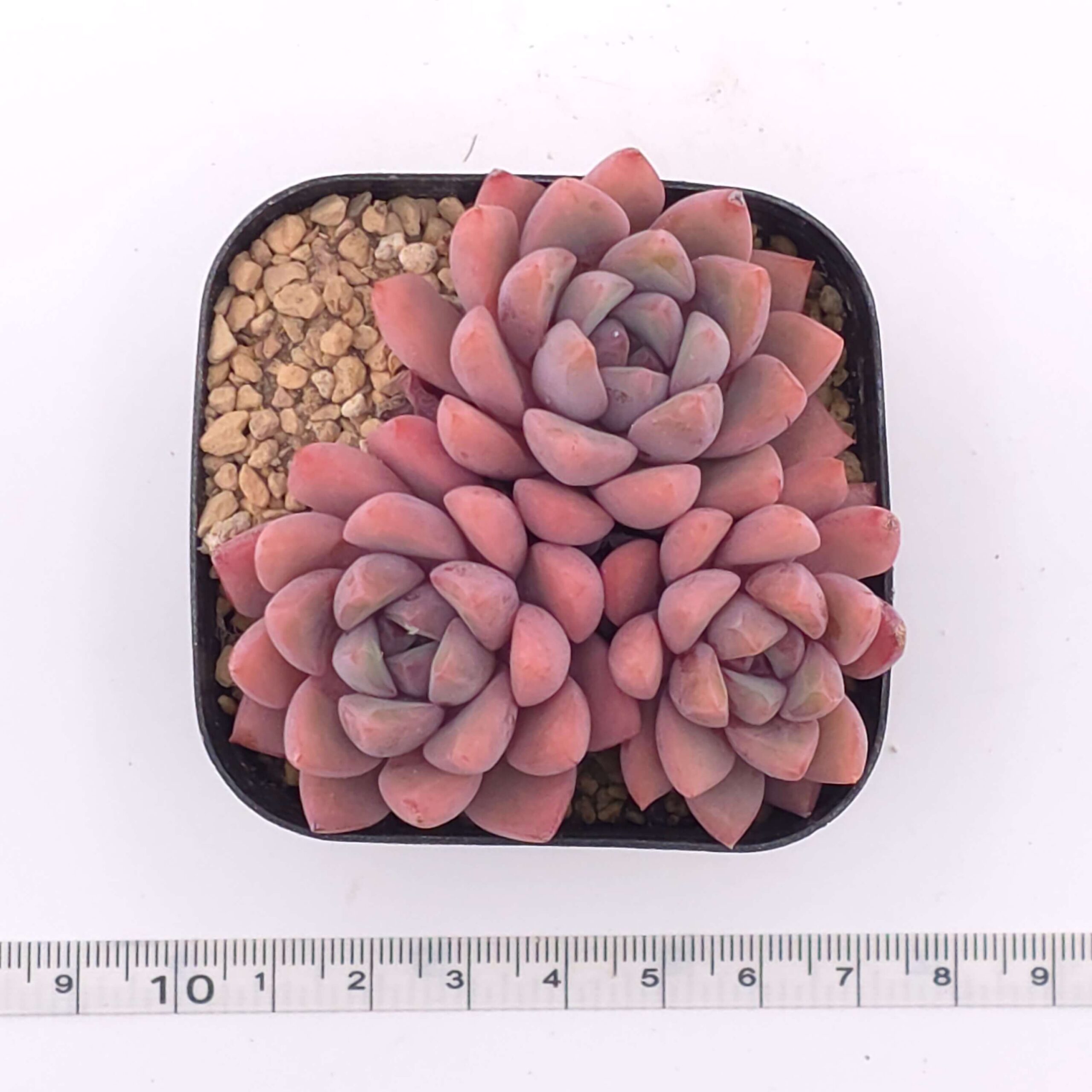 Echeveria 'Echoes' clustering | 回聲 thumbnail 4