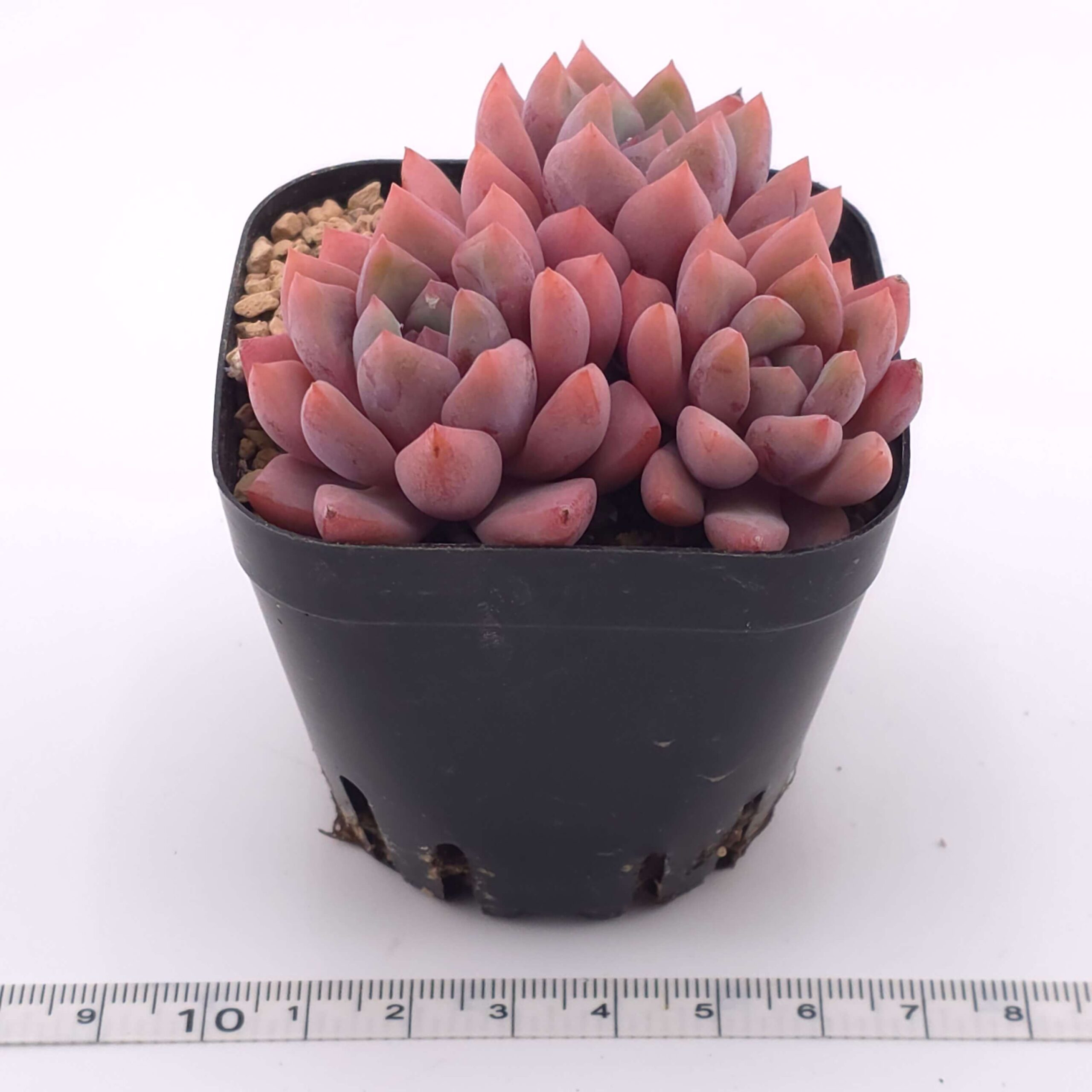 Echeveria 'Echoes' clustering | 回聲 thumbnail 2