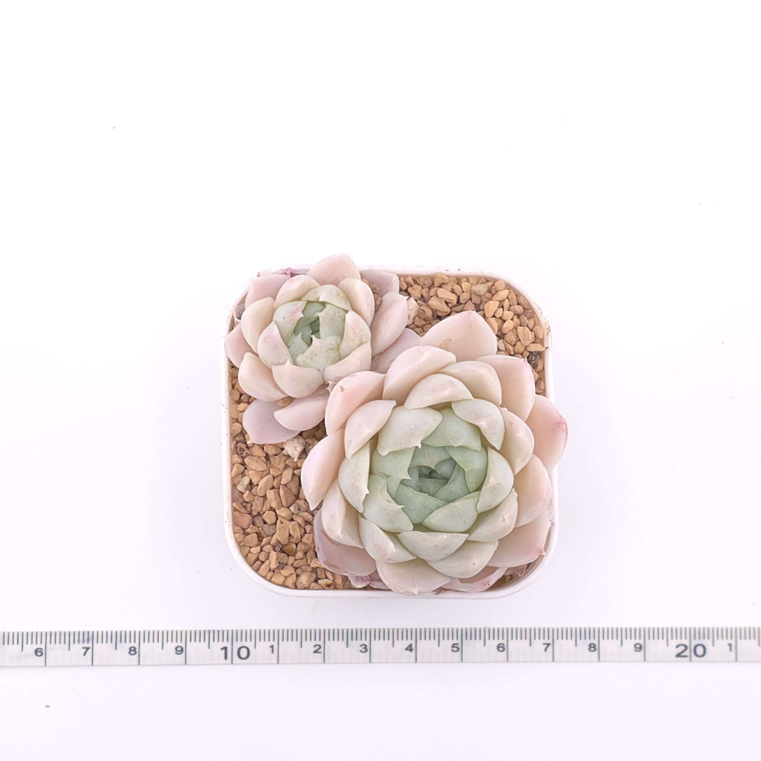 Echeveria 'Elegans Alba' double | 白月影雙 thumbnail 4
