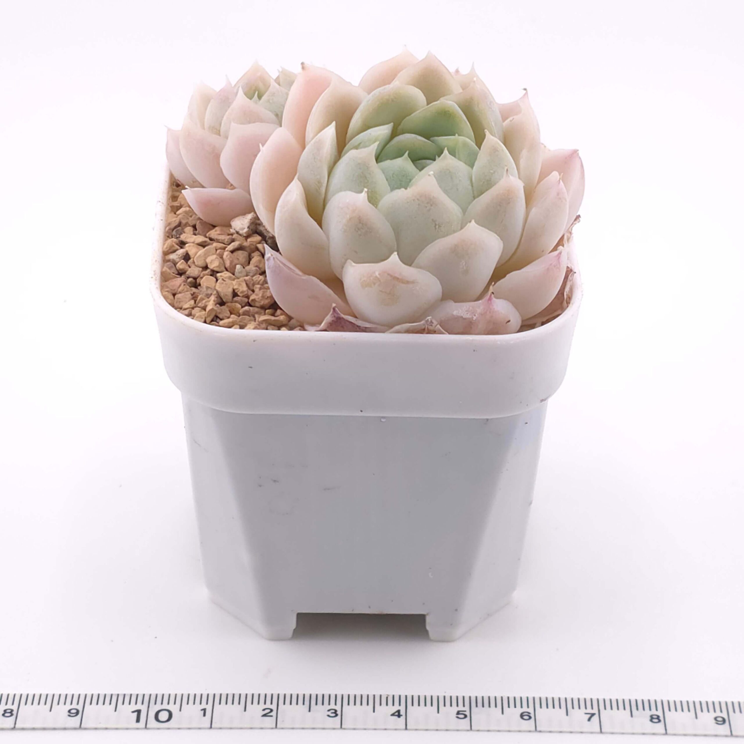 Echeveria 'Elegans Alba' double | 白月影雙 thumbnail 2