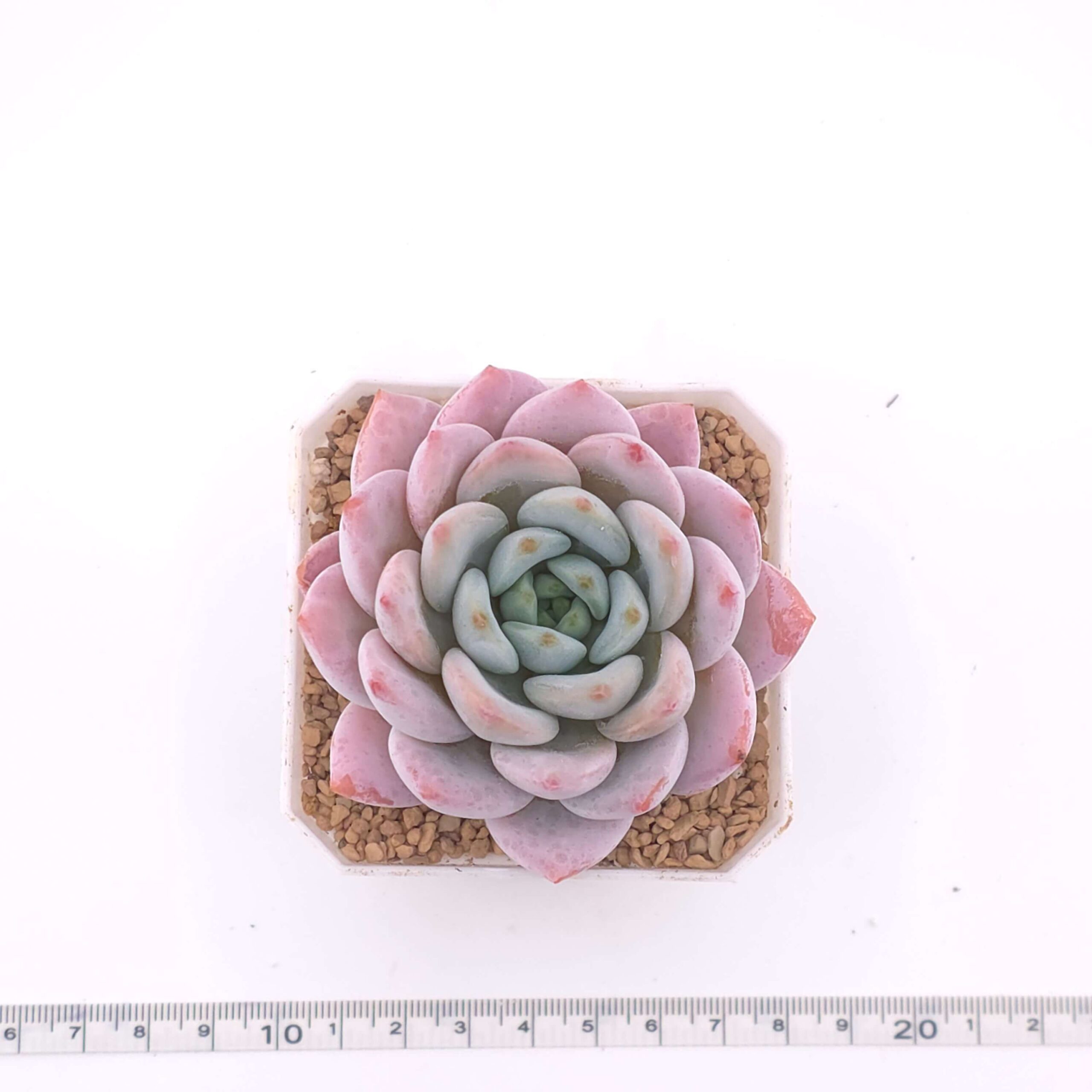 Echeveria 'Snow Angel' | 雪天使 thumbnail 4