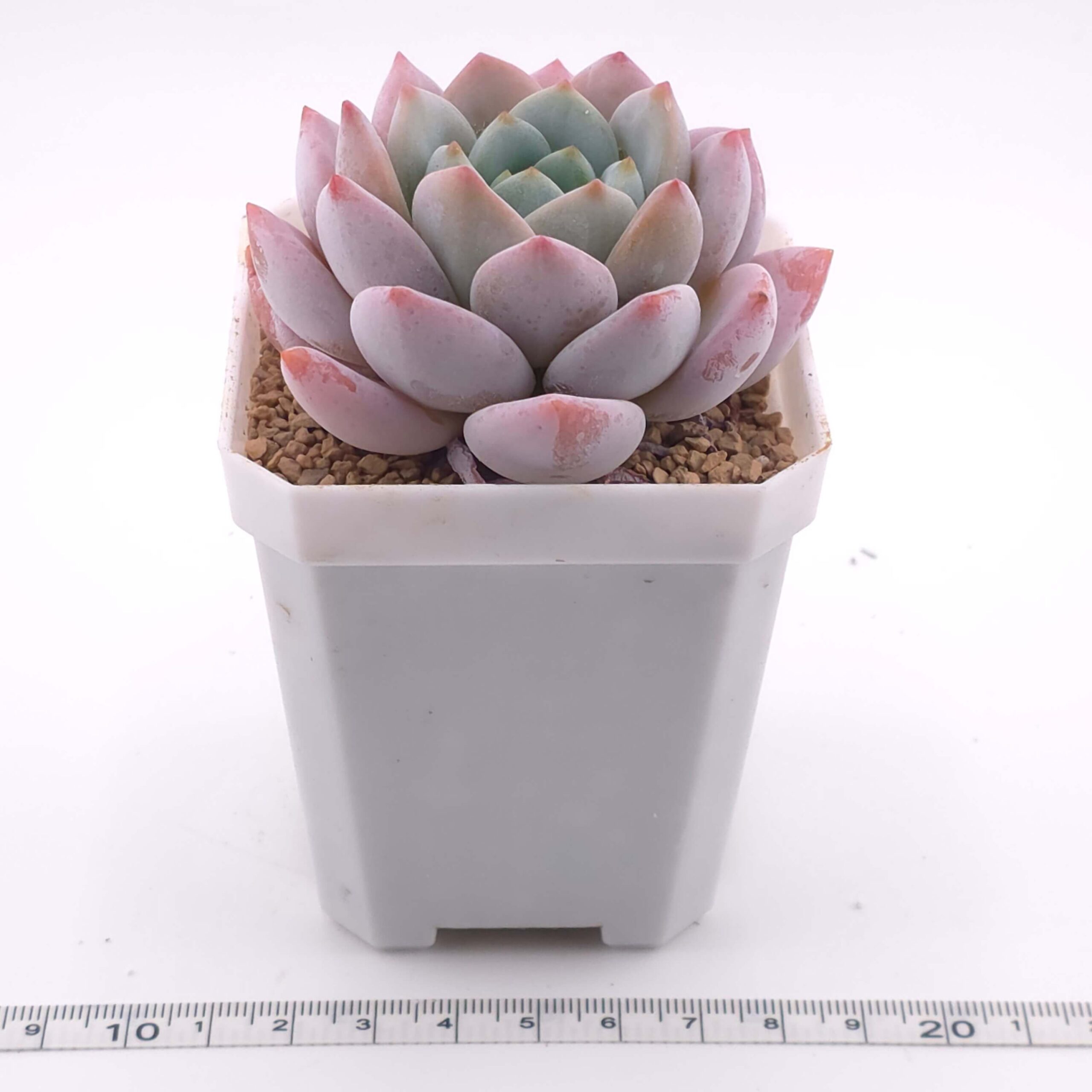 Echeveria 'Snow Angel' | 雪天使 thumbnail 2