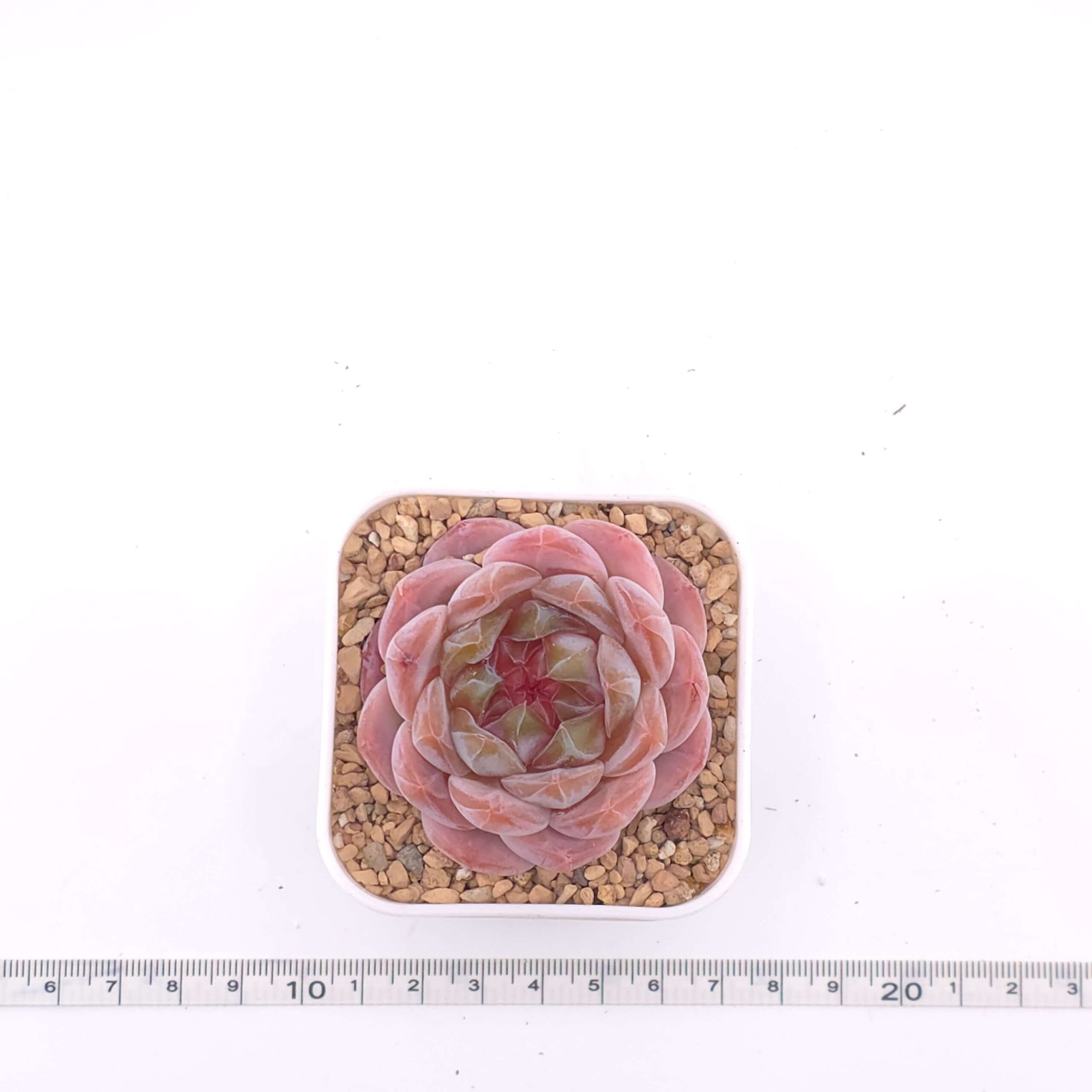 Echeveria 'Purple Rain' | 紫雨 thumbnail 4