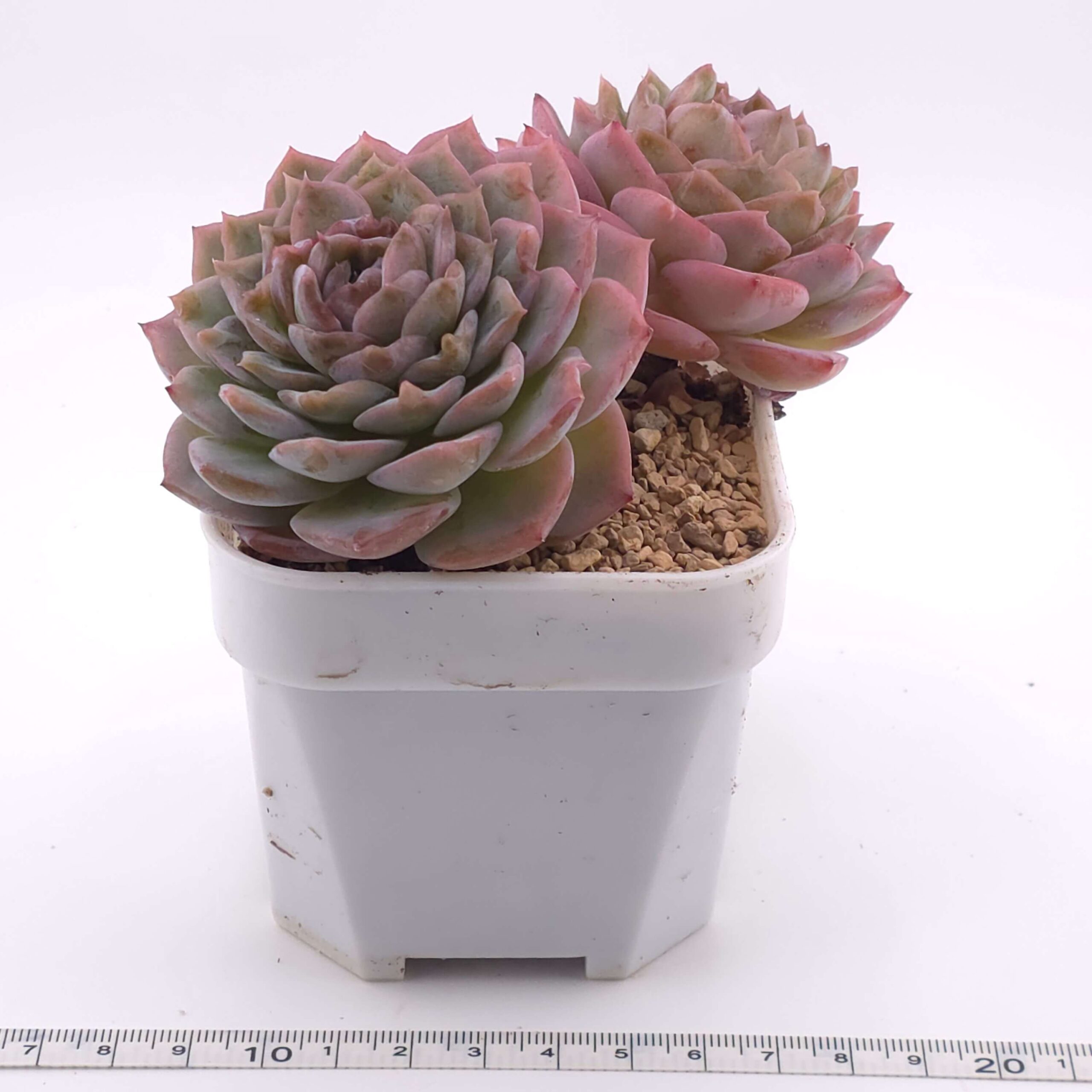 Echeveria 'Amazing Grace' double  | 恩寵雙 thumbnail 3