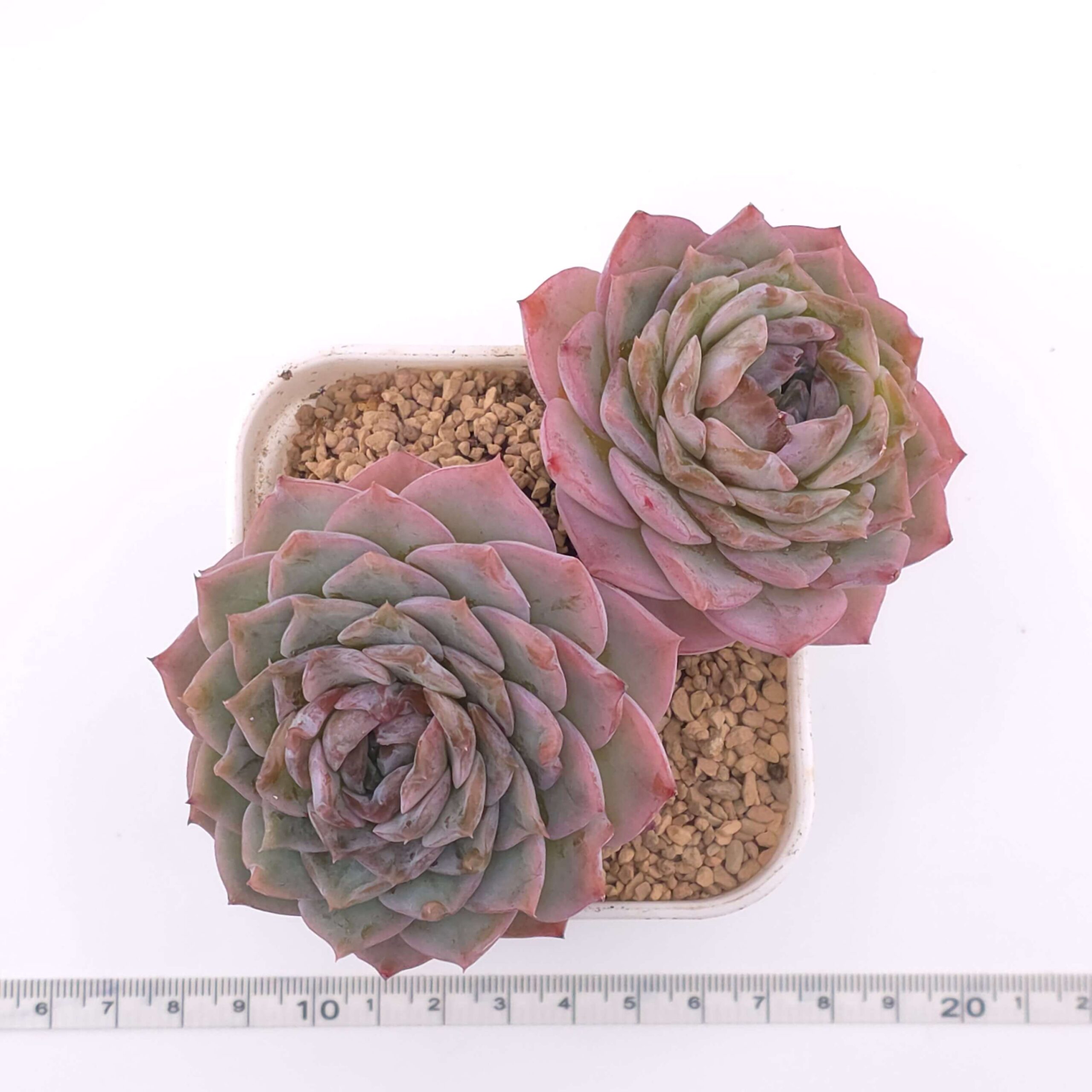 Echeveria 'Amazing Grace' double  | 恩寵雙 thumbnail 2