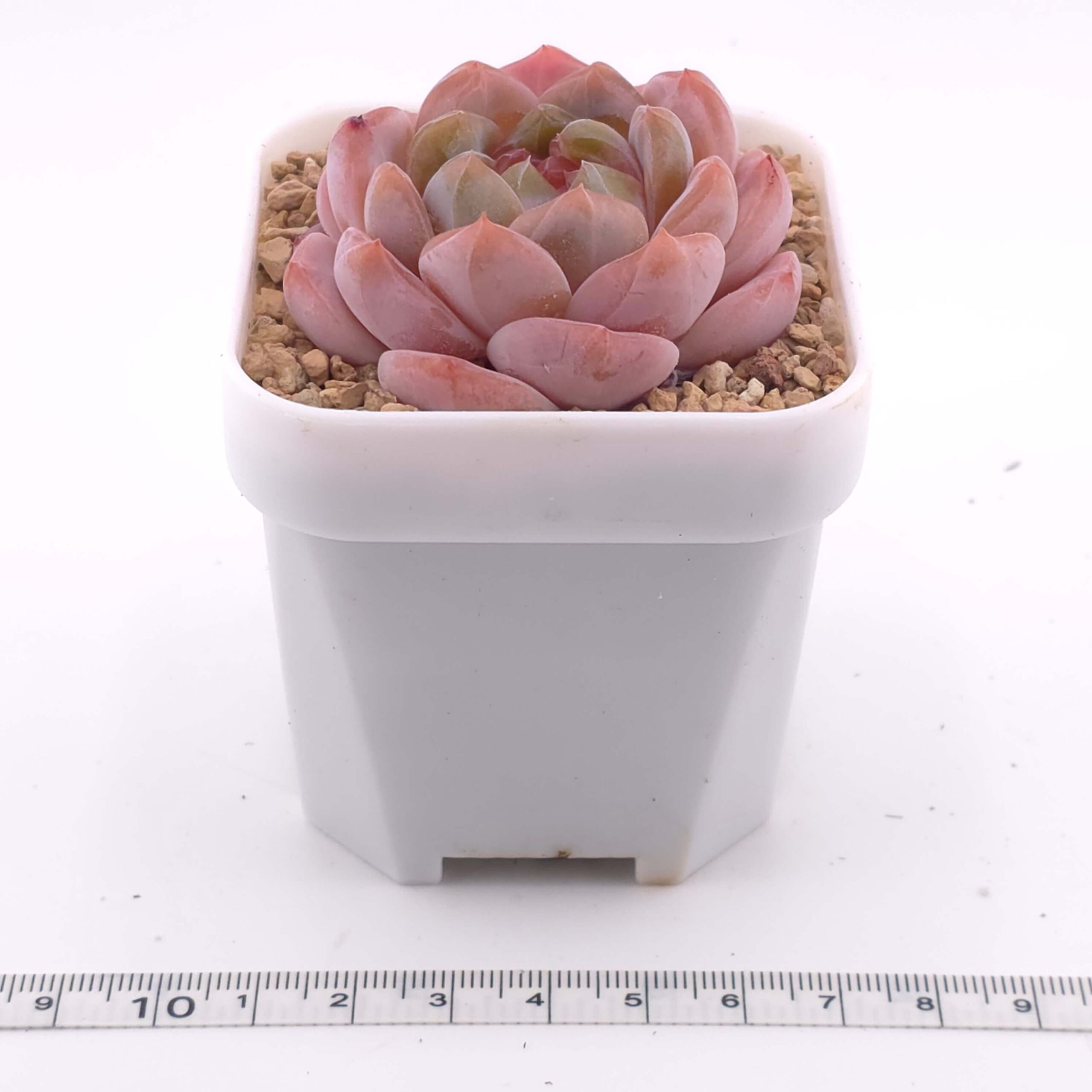Echeveria 'Purple Rain' | 紫雨 thumbnail 2