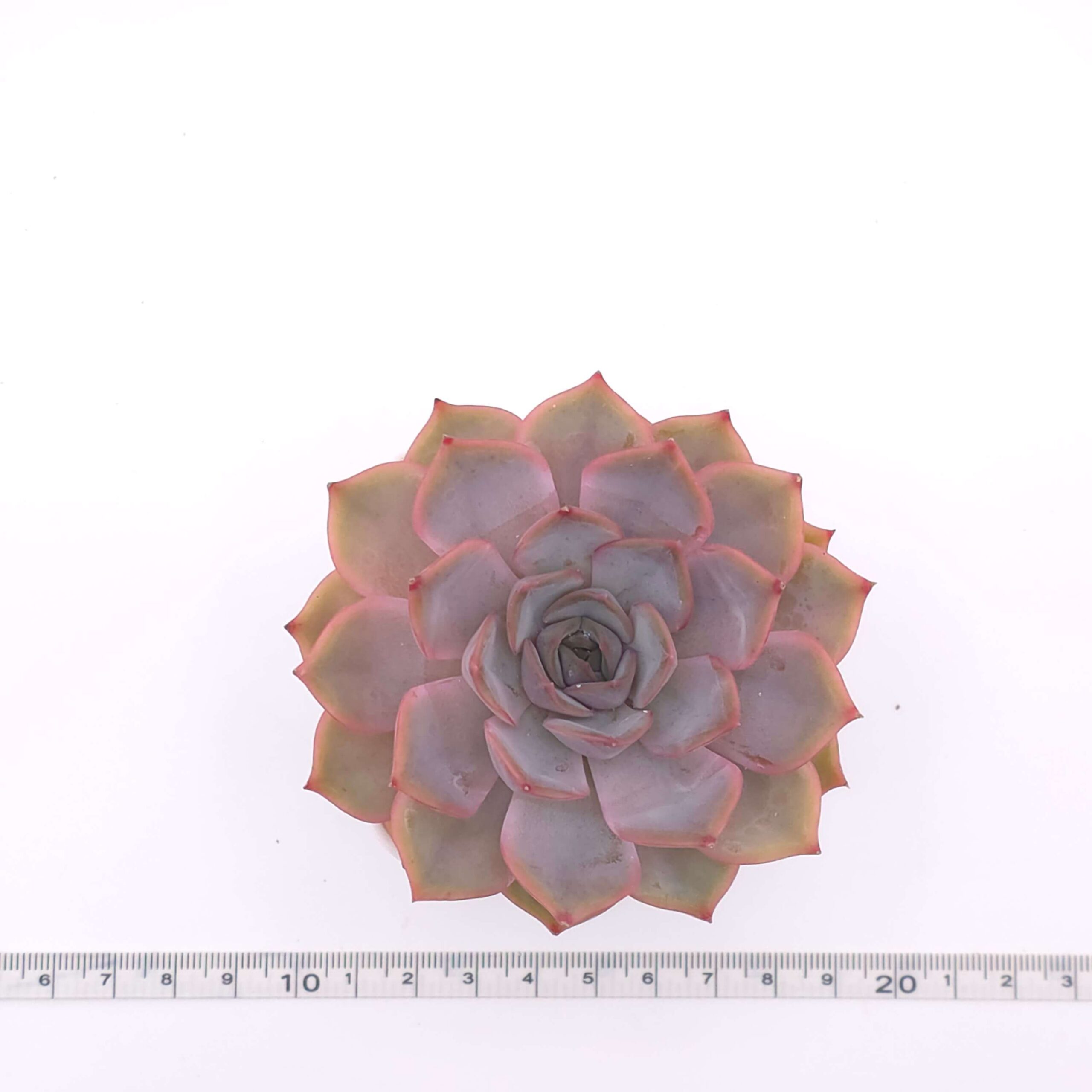 Echeveria 'Lucinda' | 露辛達 thumbnail 4