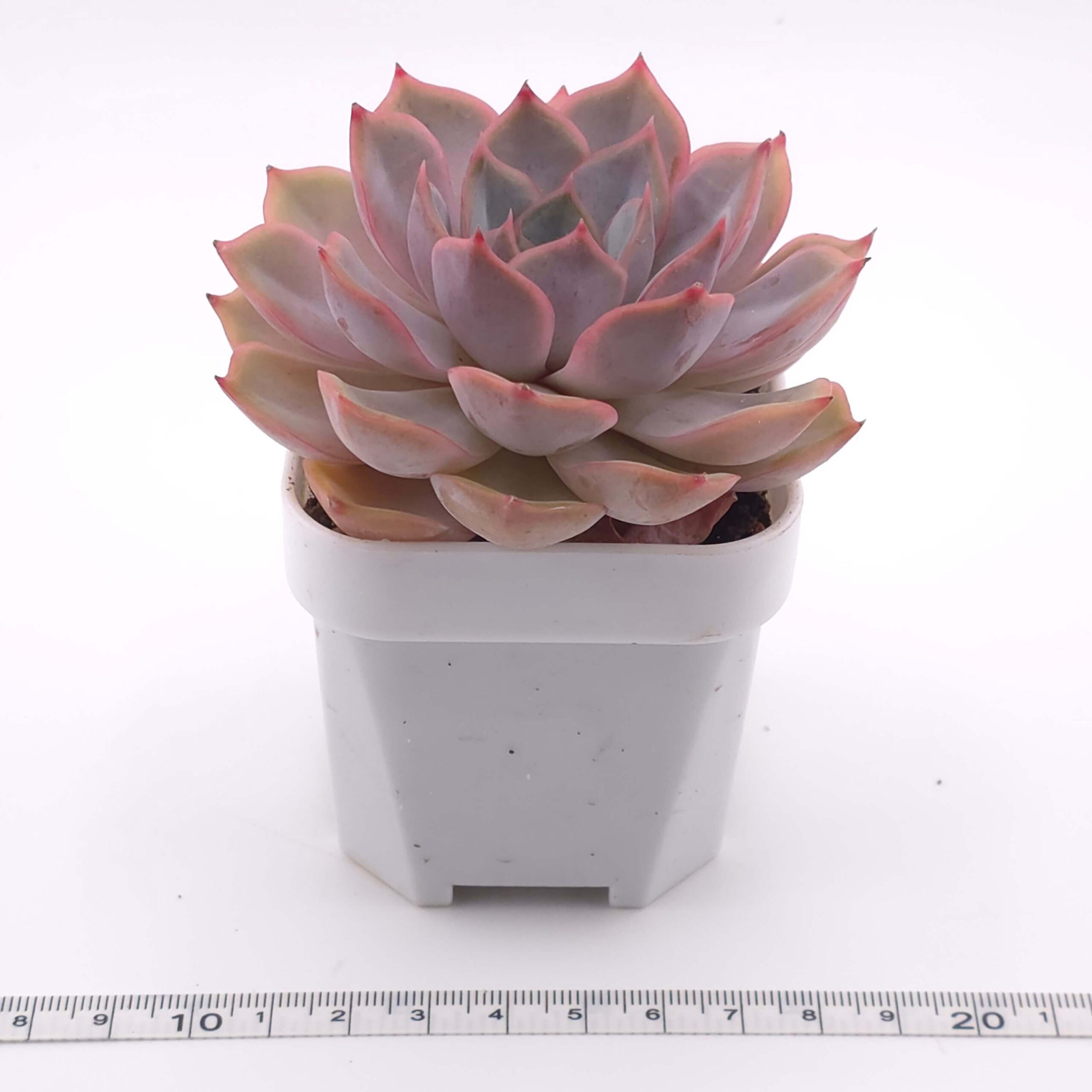 Echeveria 'Lucinda' | 露辛達 thumbnail 2