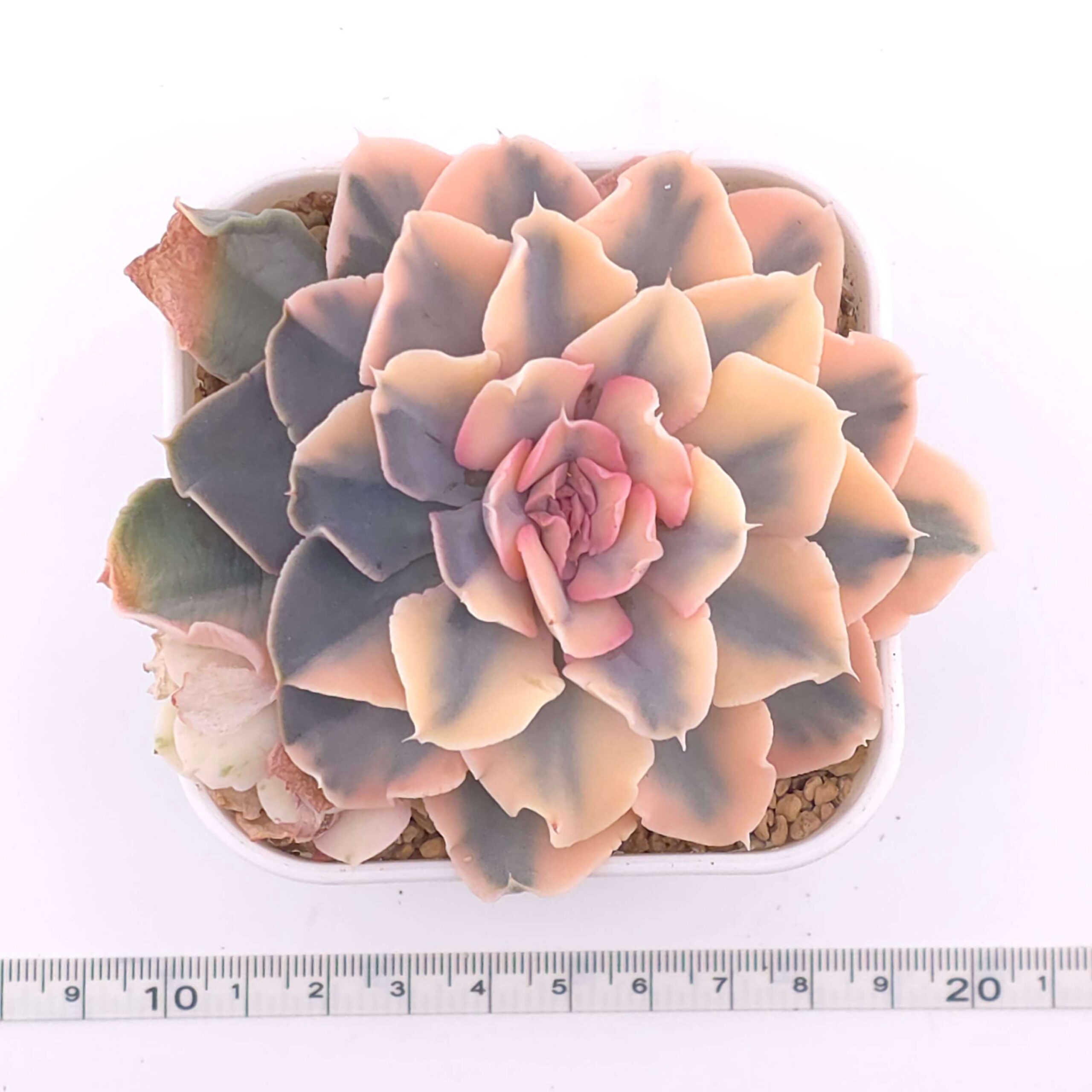 Echeveria 'Liberia' variegated | 利比亞錦 thumbnail 4