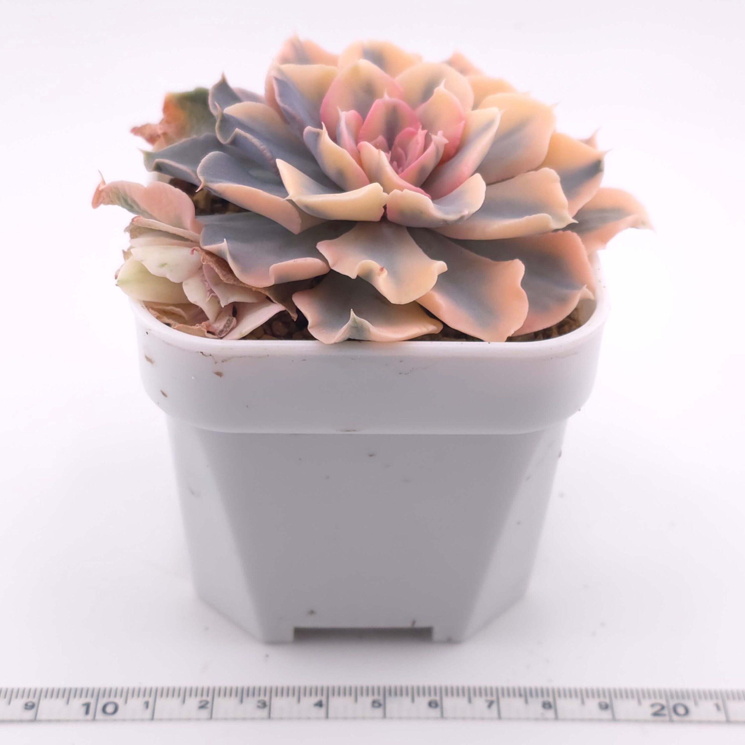 Echeveria 'Liberia' variegated | 利比亞錦 thumbnail 2