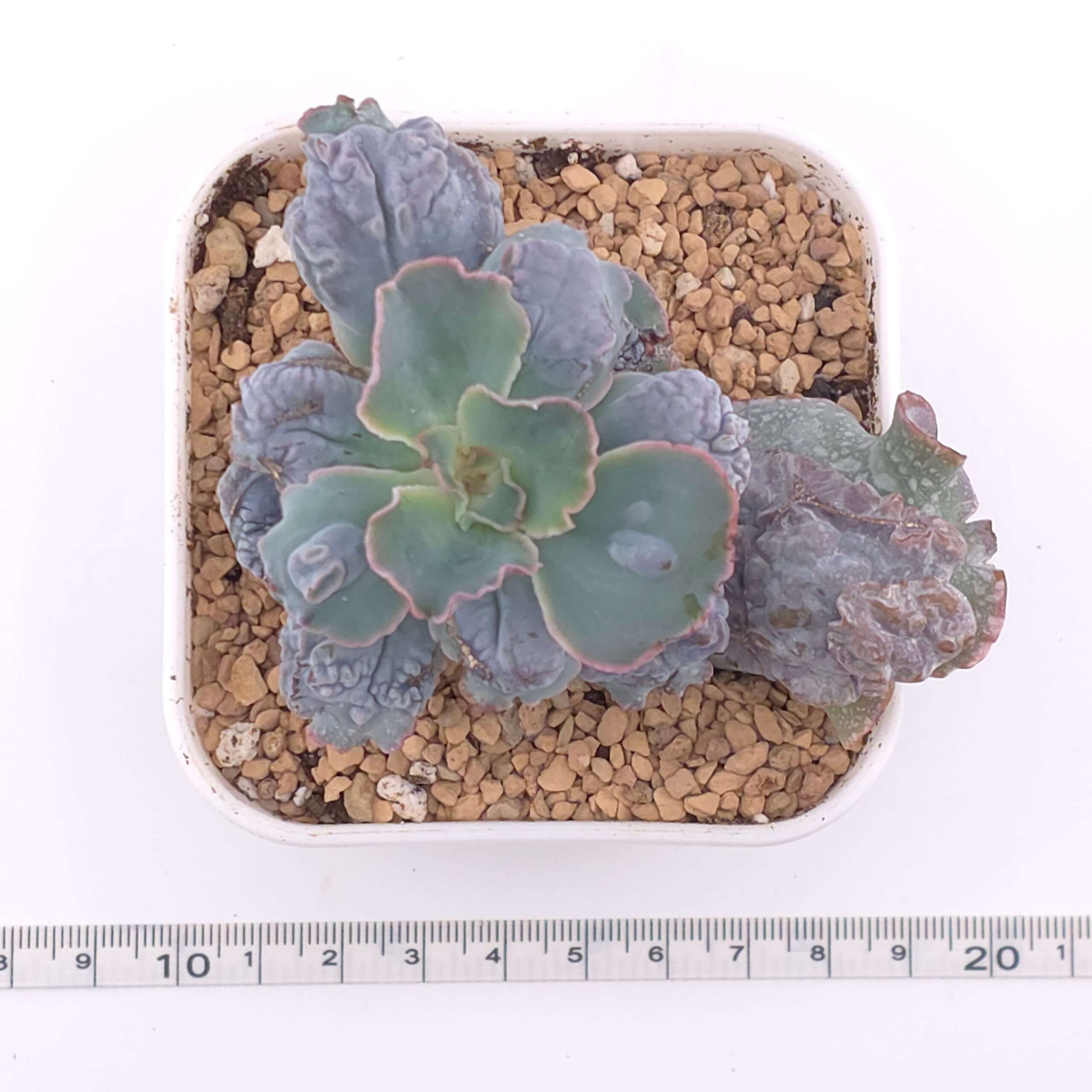 Echeveria 'Linguas' | 靈蛇 thumbnail 3
