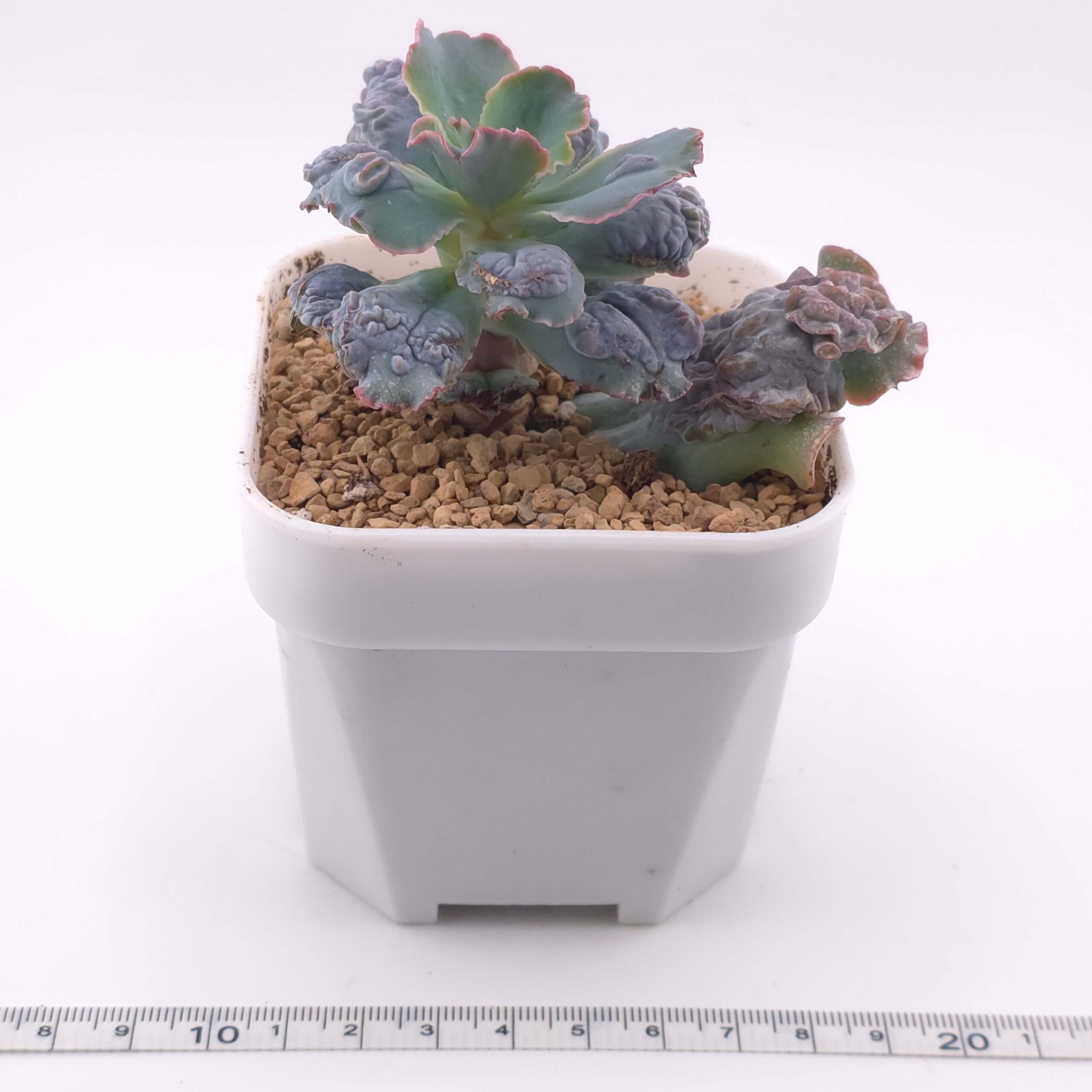 Echeveria 'Linguas' | 靈蛇 thumbnail 2