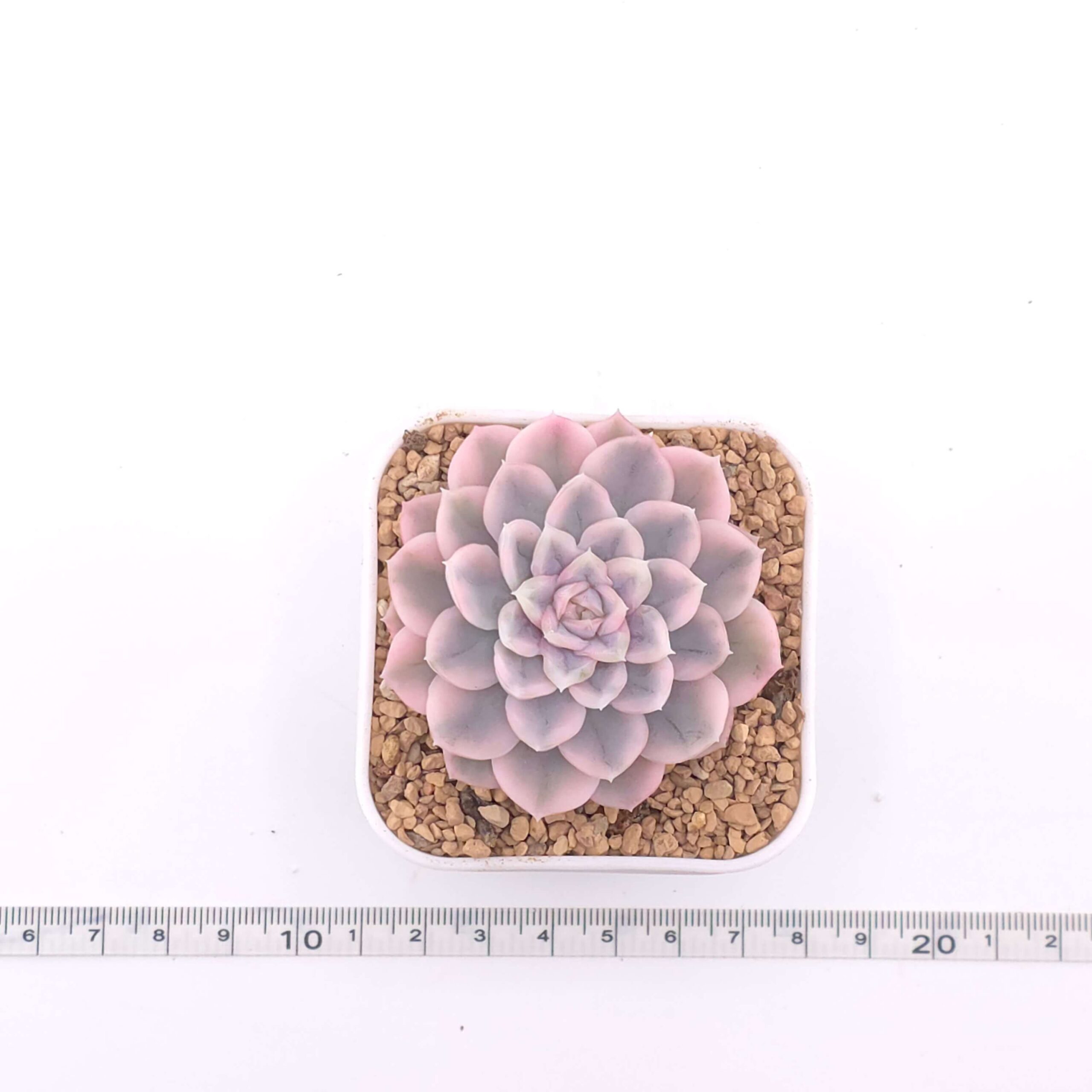 Echeveria 'Mexican Snowball' variegated | 墨西哥雪球錦 thumbnail 3