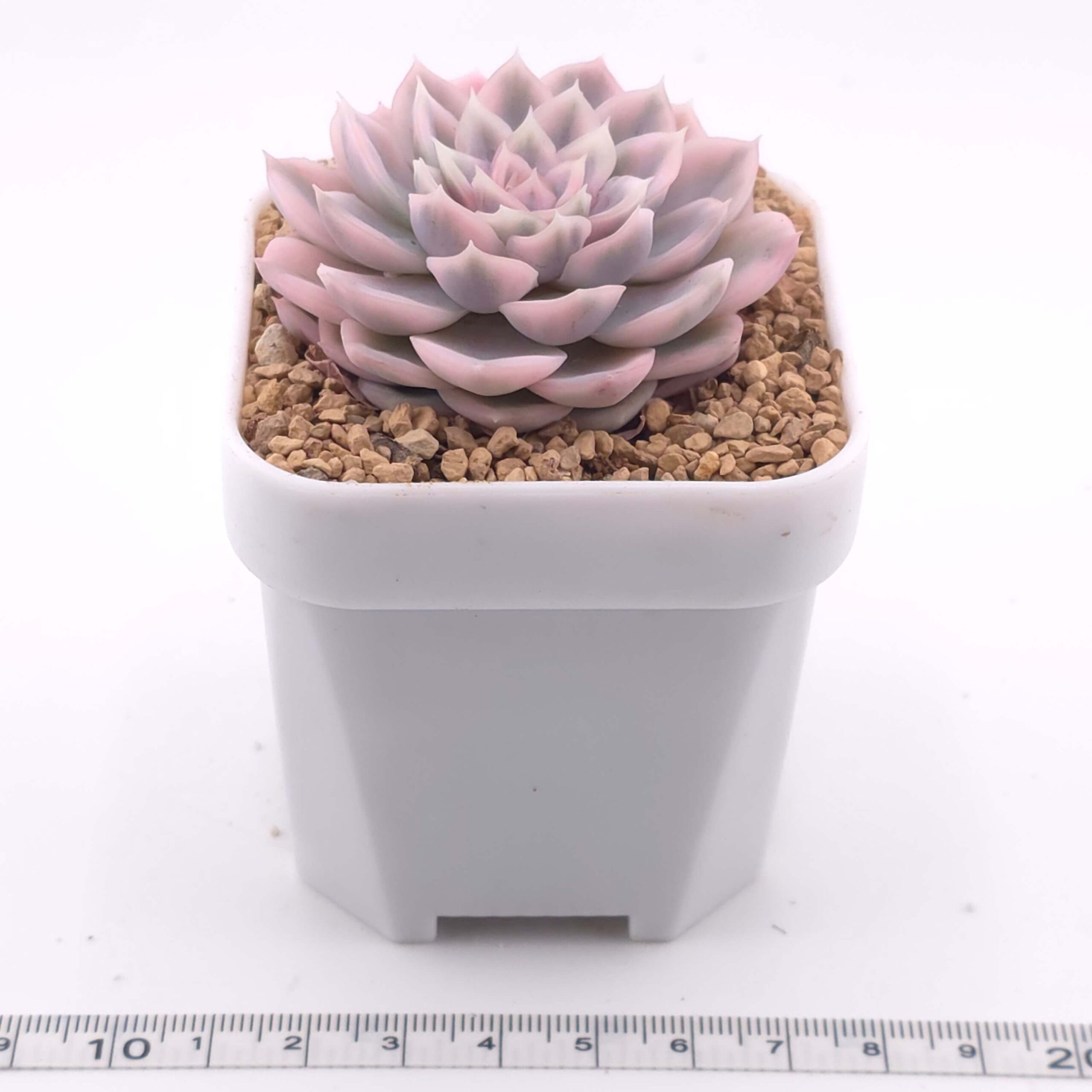 Echeveria 'Mexican Snowball' variegated | 墨西哥雪球錦 thumbnail 2