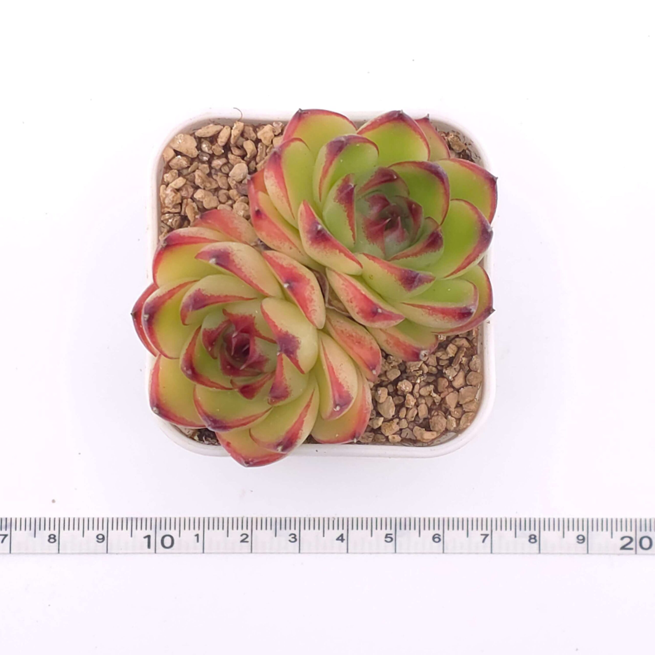 Echeveria 'Moonstone' double | 月亮石雙 thumbnail 4
