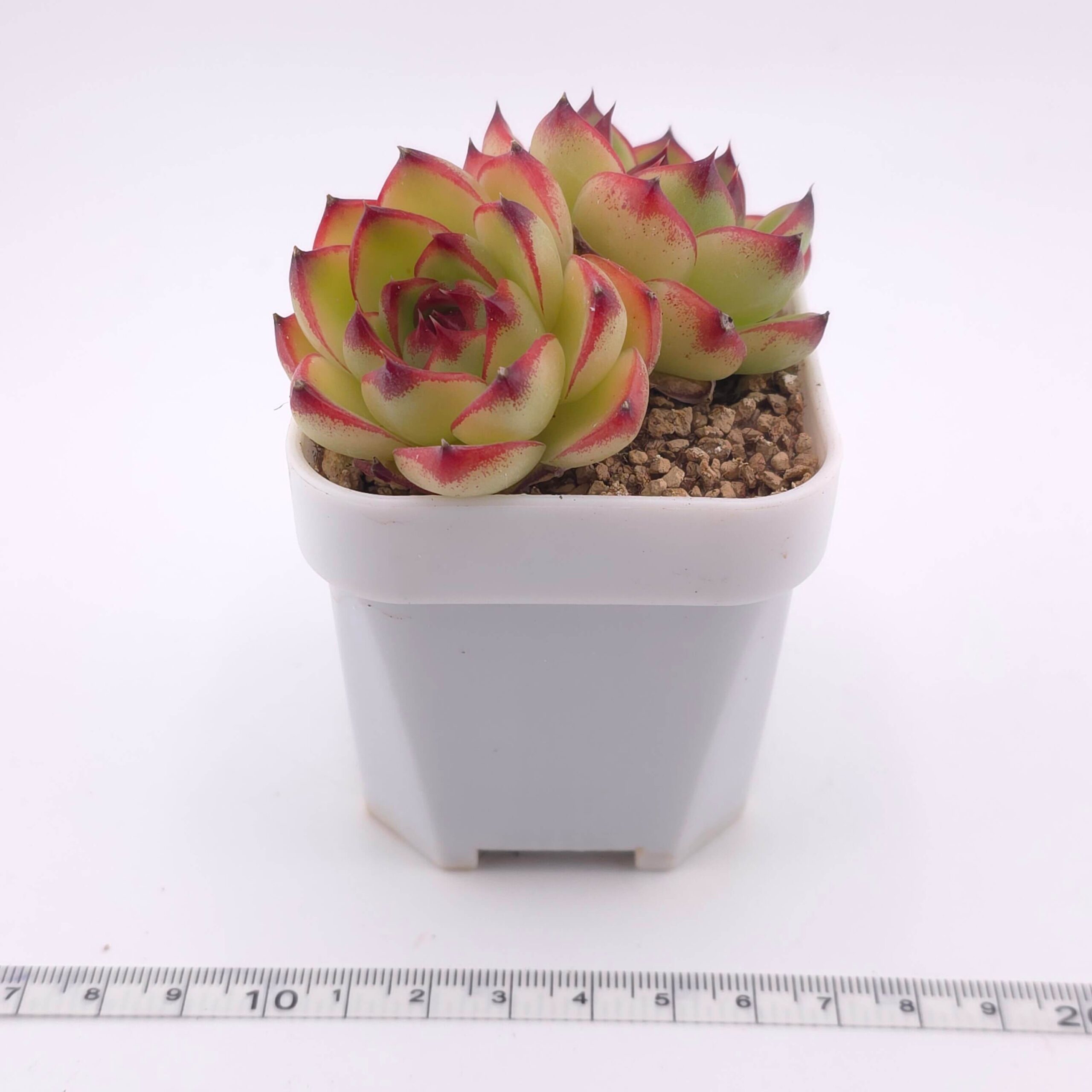Echeveria 'Moonstone' double | 月亮石雙 thumbnail 2