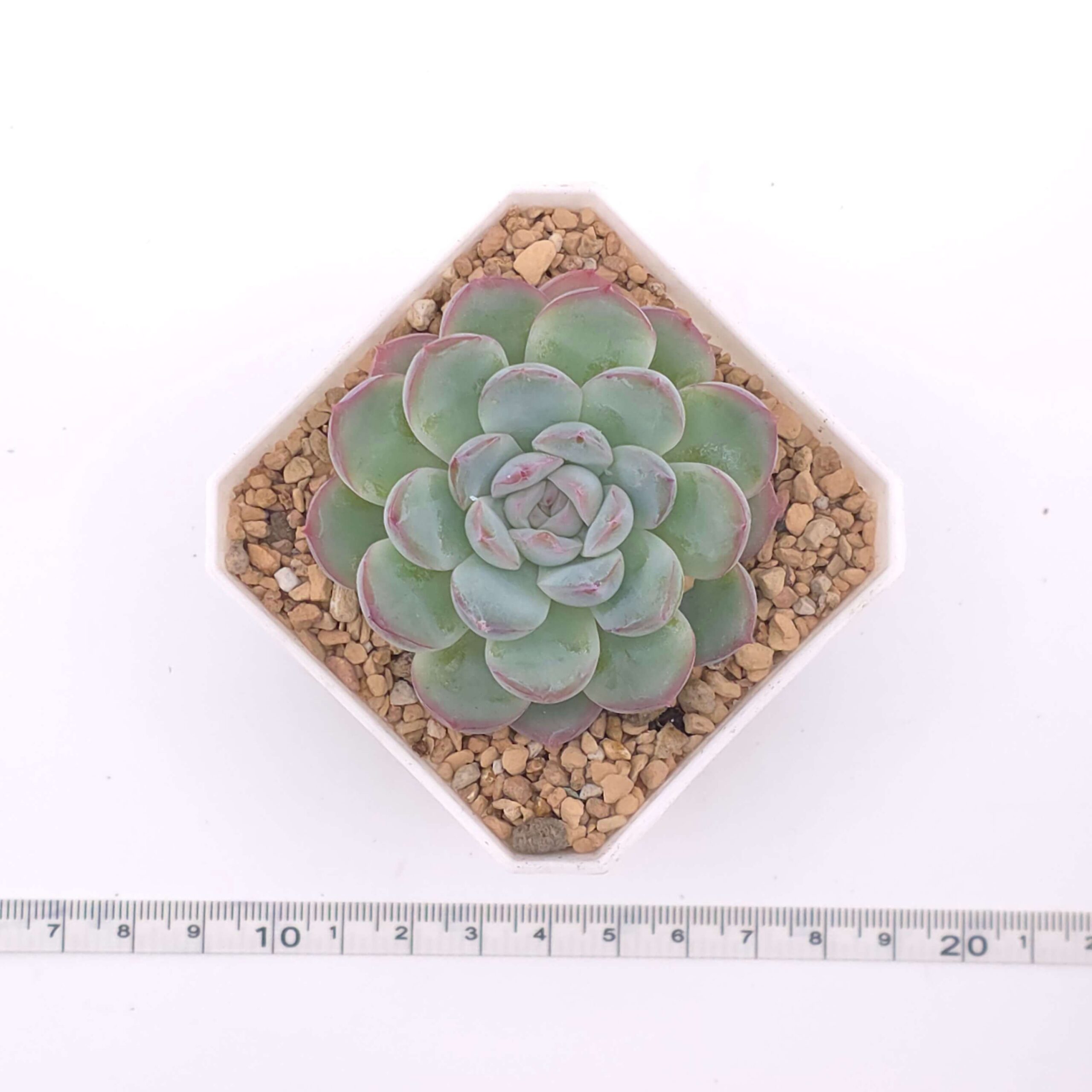 Echeveria 'Pink Line' | 粉線石蓮 thumbnail 2