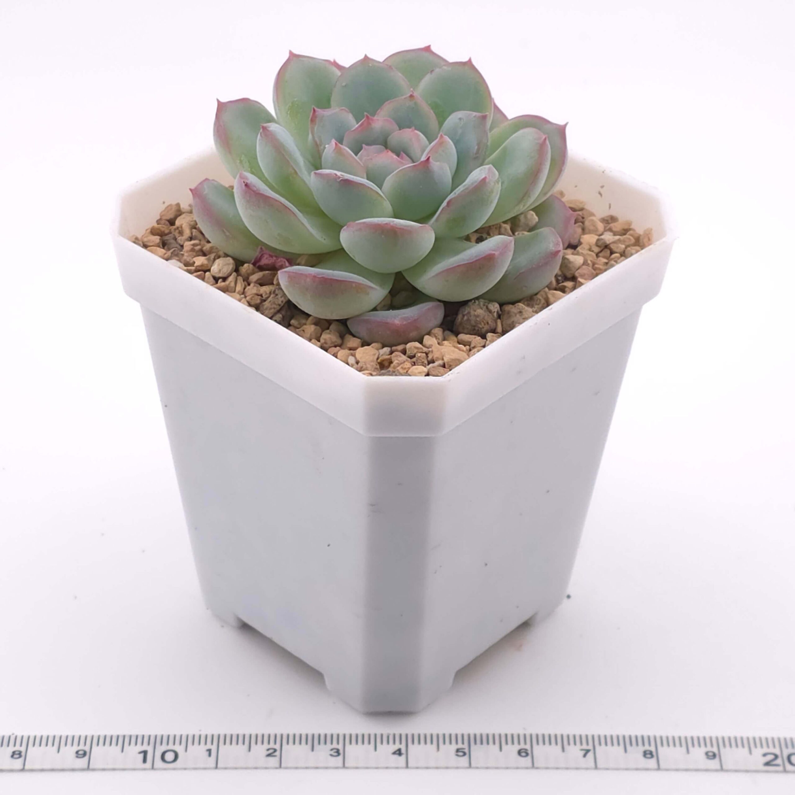 Echeveria 'Pink Line' | 粉線石蓮 thumbnail 4