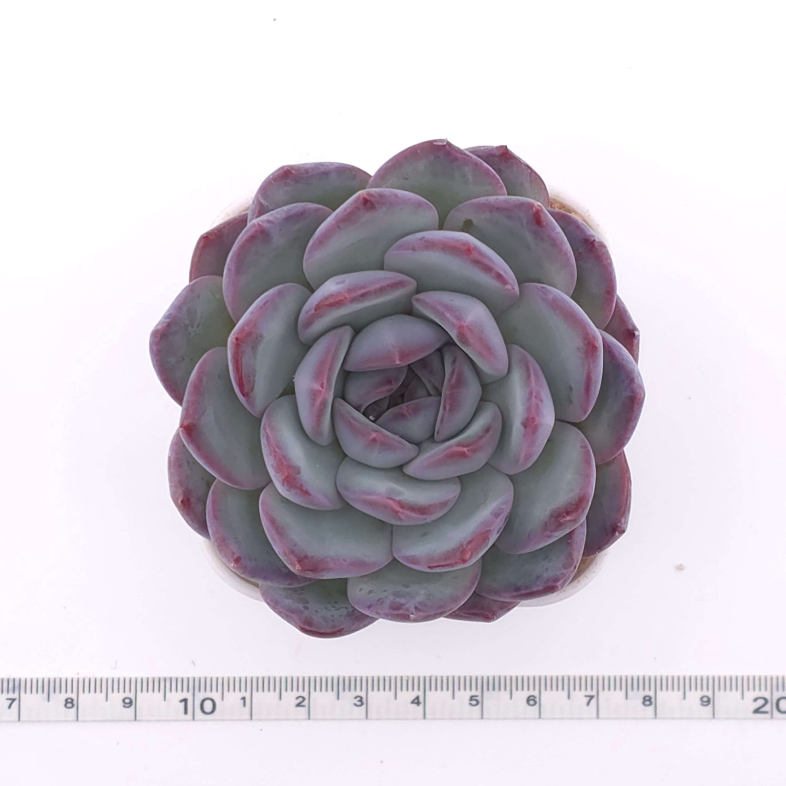 Echeveria 'Lip Gloss | 唇彩 thumbnail 2