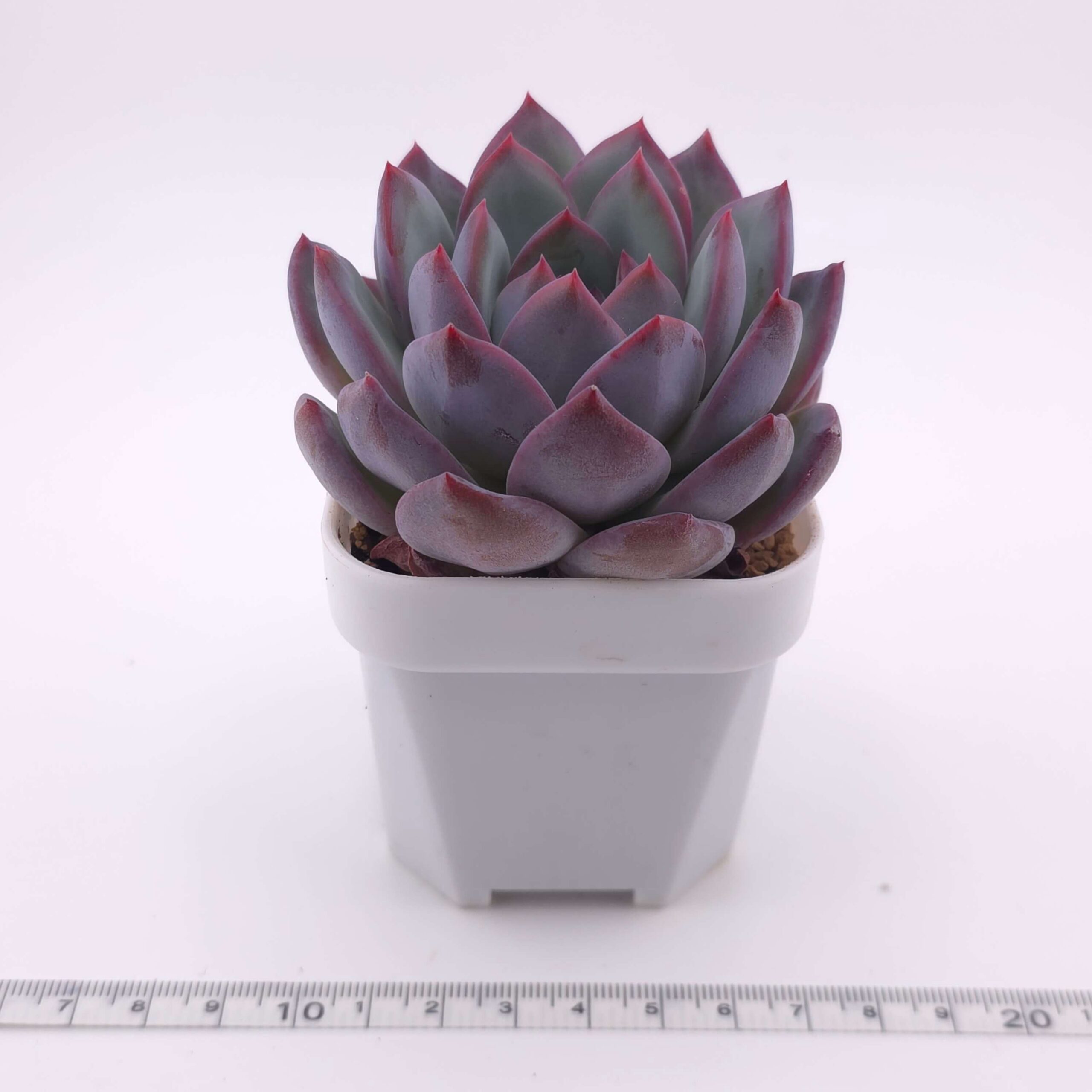Echeveria 'Lip Gloss | 唇彩 thumbnail 4