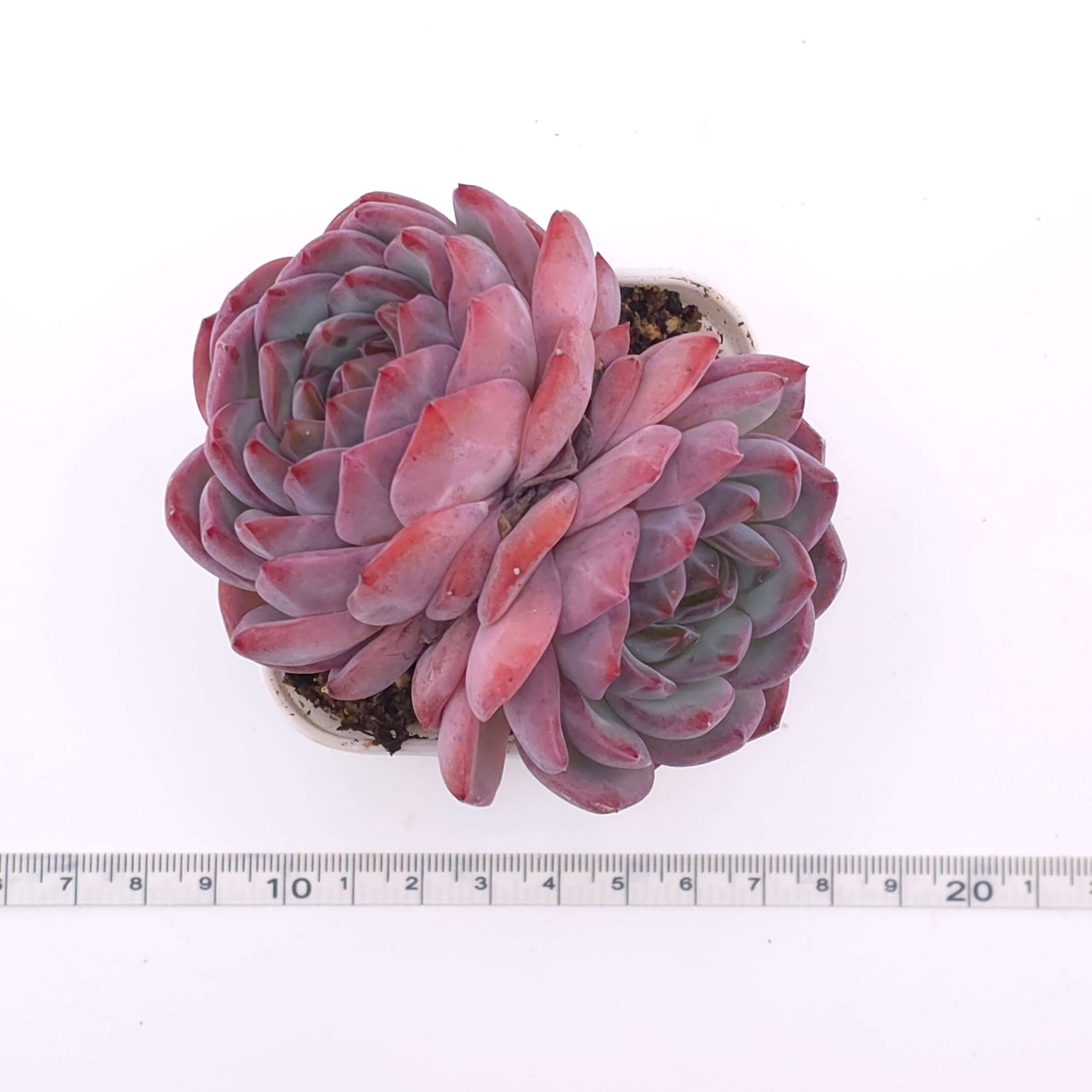 Echeveria 'Lip Gloss' double | 唇彩雙 thumbnail 2