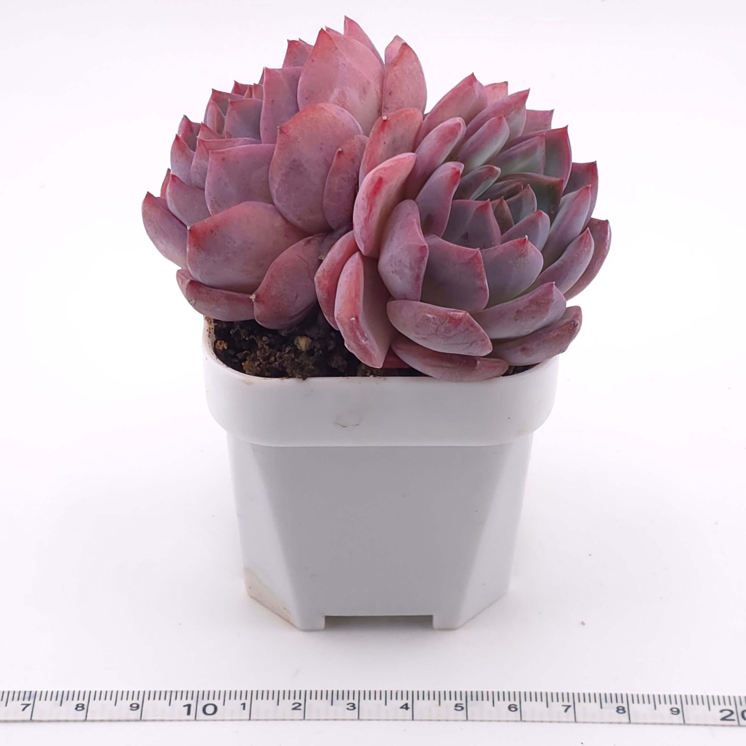 Echeveria 'Lip Gloss' double | 唇彩雙 thumbnail 4