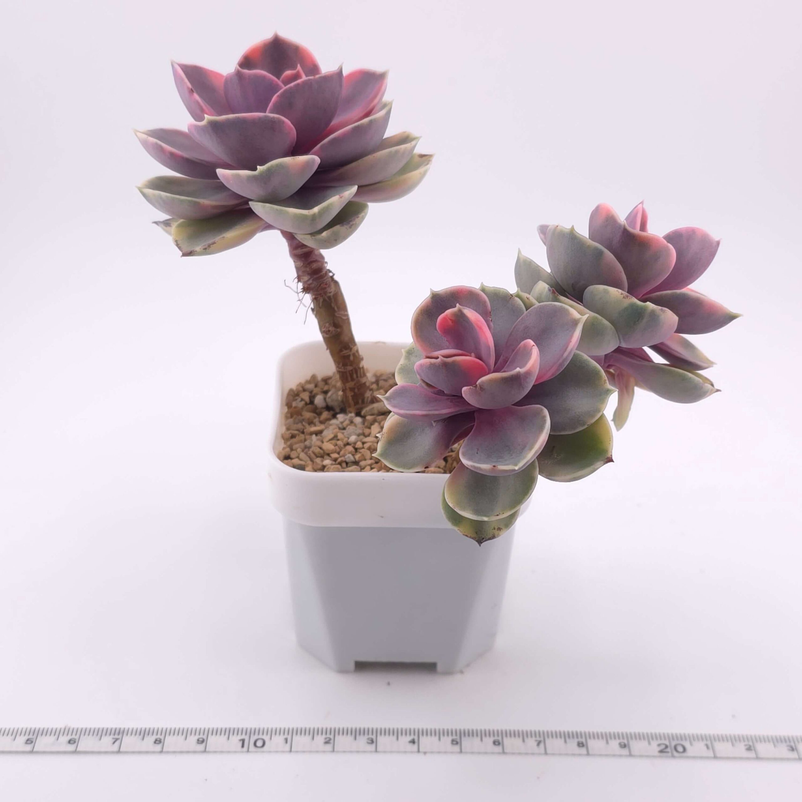 Echeveria ‘Rainbow’ clustering | 彩虹錦群 thumbnail 2