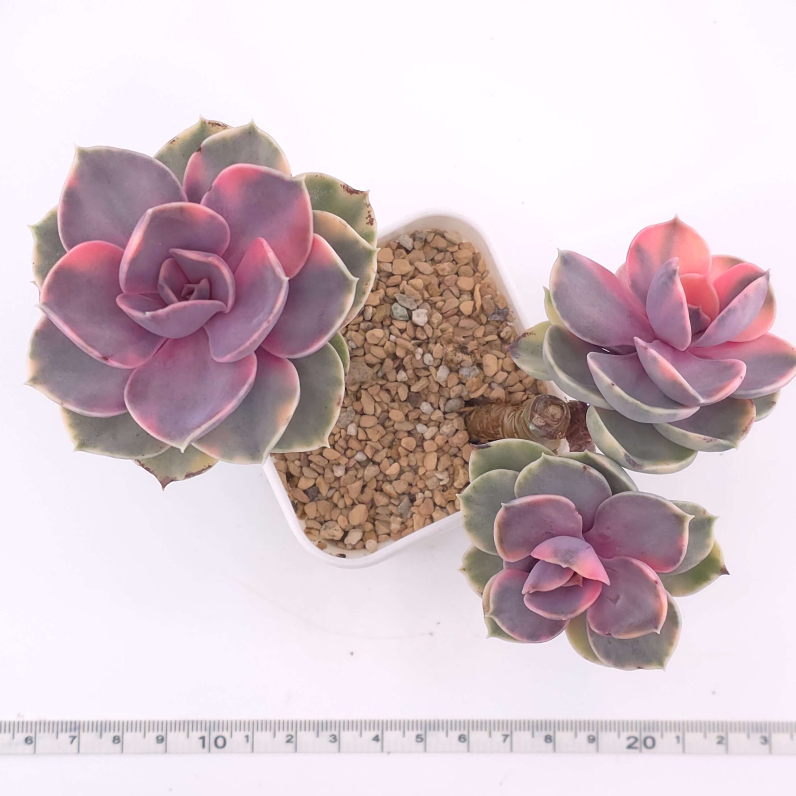 Echeveria ‘Rainbow’ clustering | 彩虹錦群 thumbnail 3