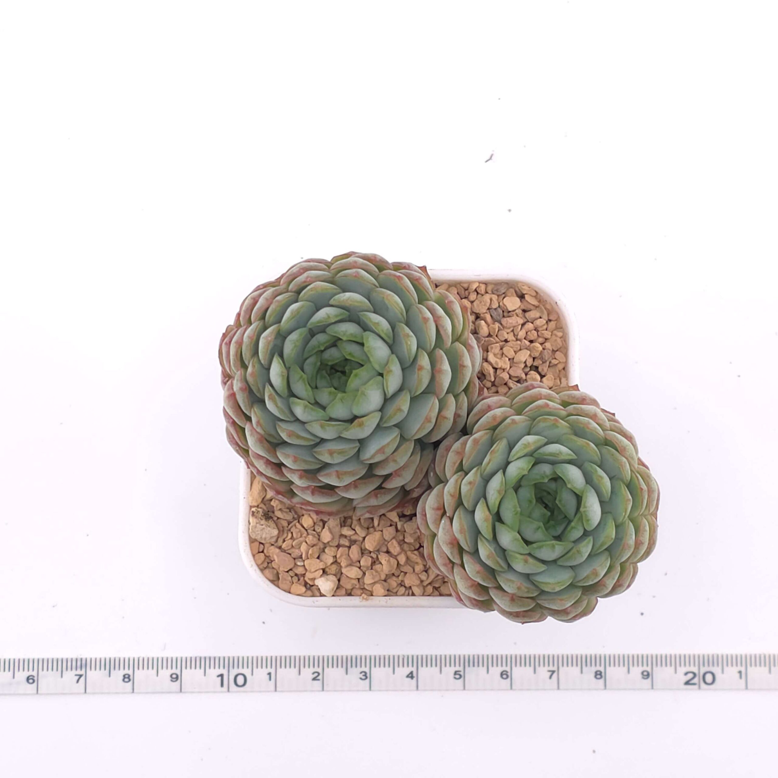 Echeveria 'Red Hole' double head | 朱砂痣雙 thumbnail 2