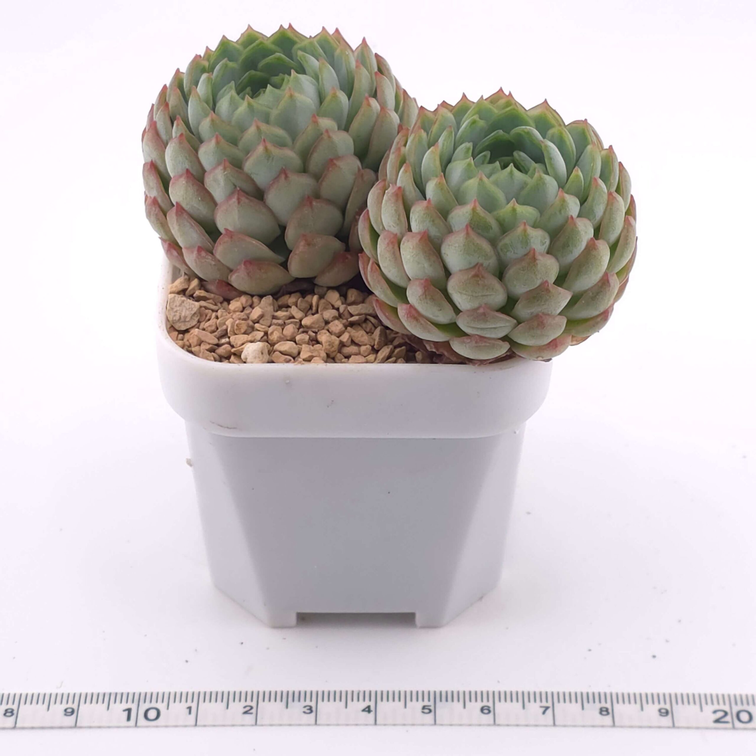 Echeveria 'Red Hole' double head | 朱砂痣雙 thumbnail 4