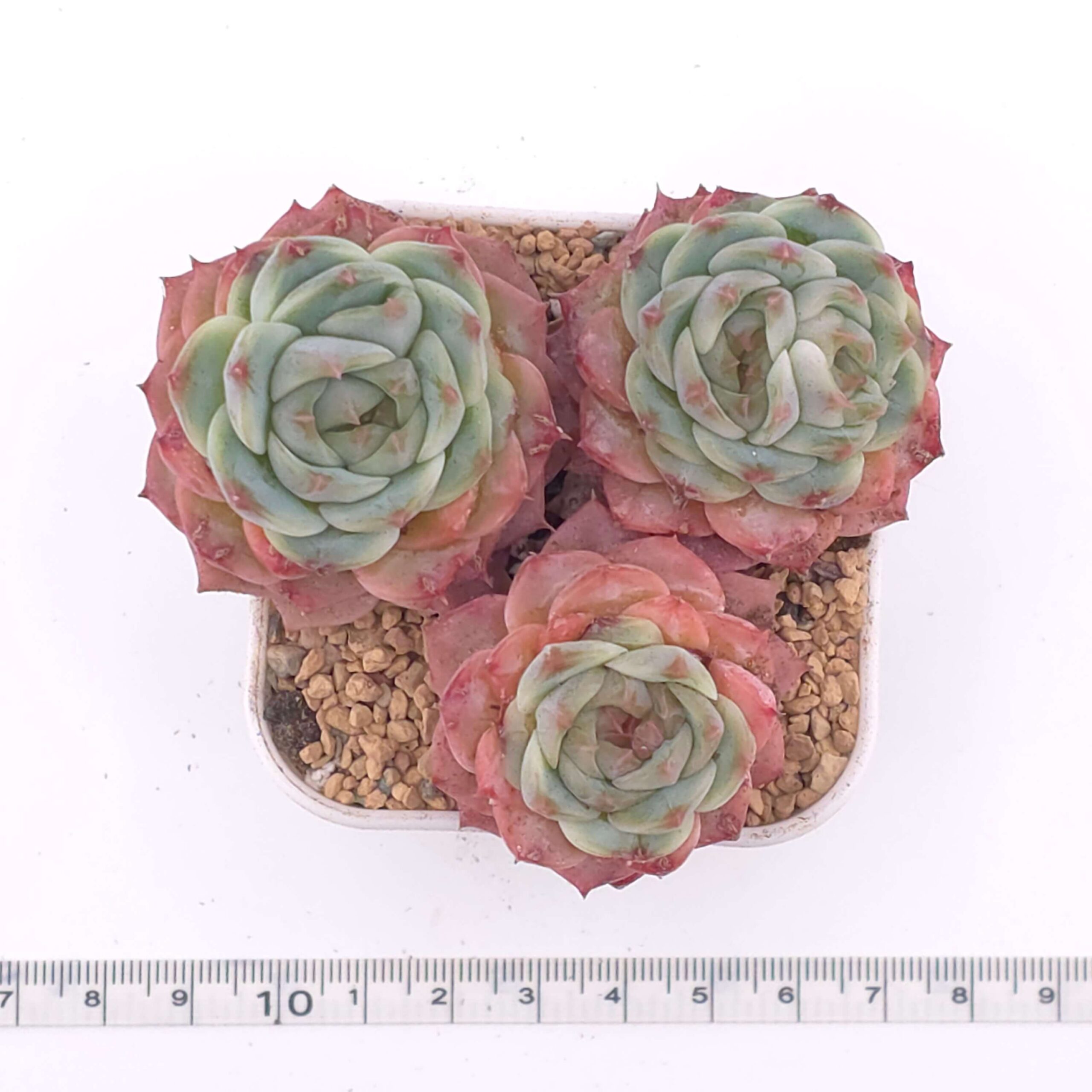 Echeveria 'Red Velvet' clustering | 天鵝絨群 thumbnail 2