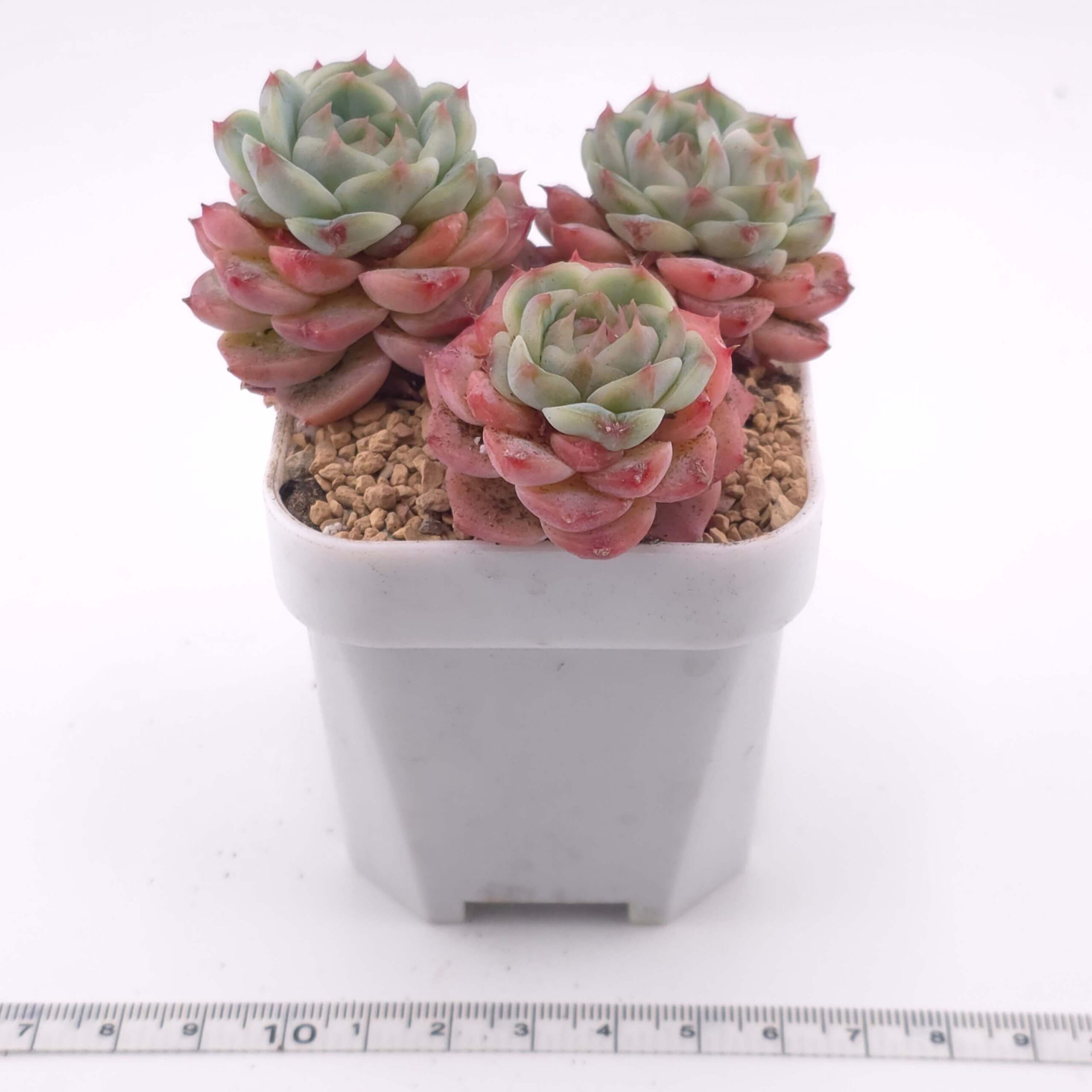 Echeveria 'Red Velvet' clustering | 天鵝絨群 thumbnail 4