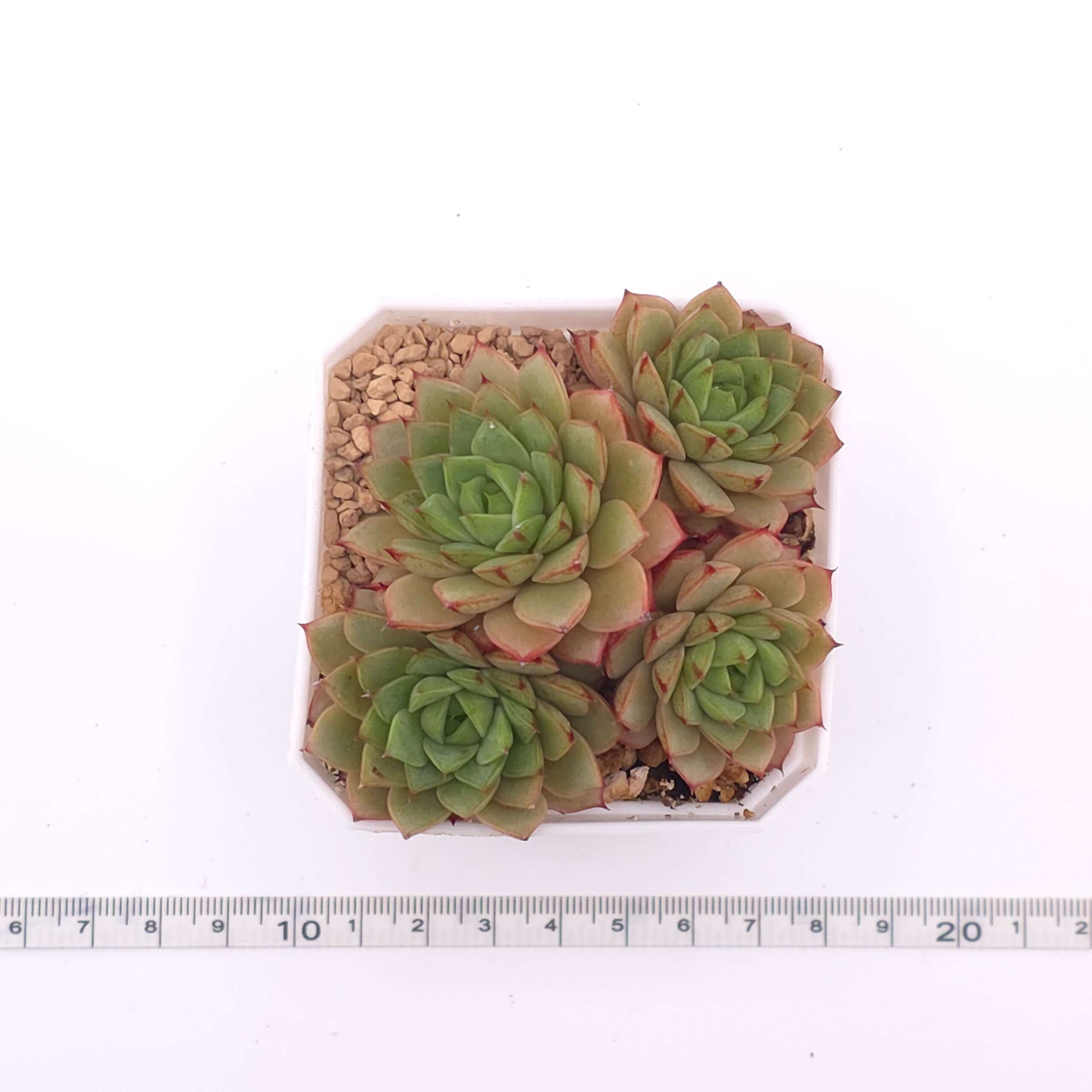 Echeveria 'Spring Rain' | 春雨 thumbnail 2