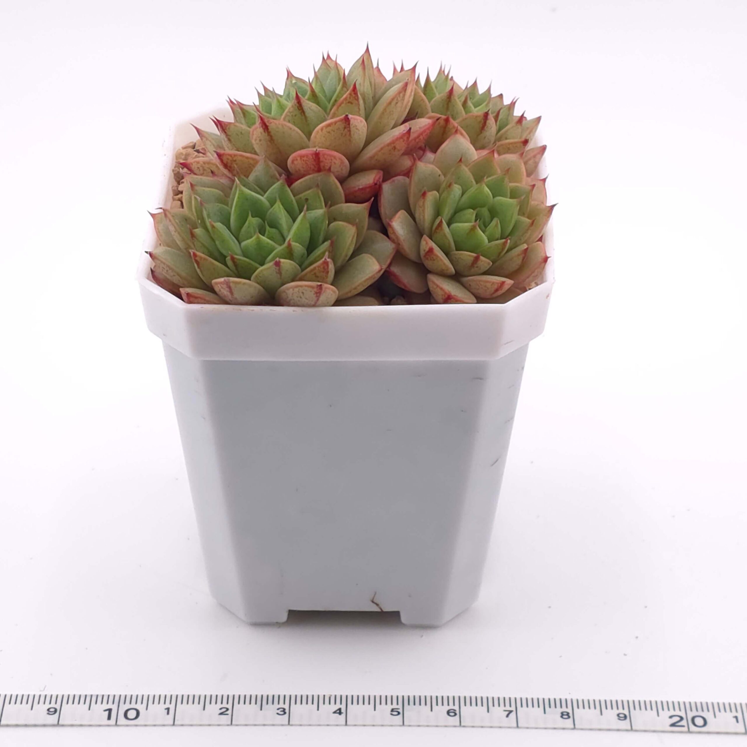 Echeveria 'Spring Rain' | 春雨 thumbnail 4