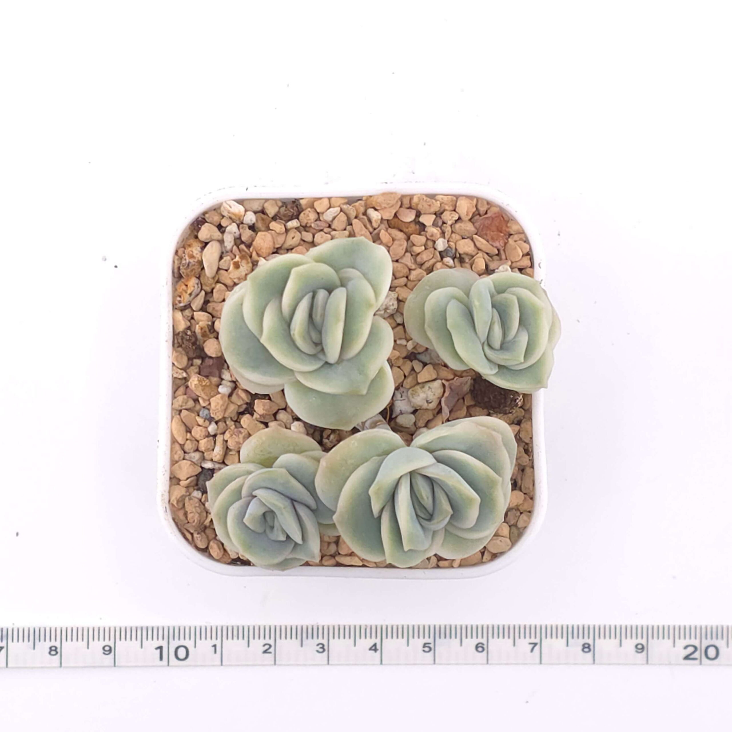 Graptoveria 'Lovely Rose' clustering | 可愛玫瑰群 thumbnail 2