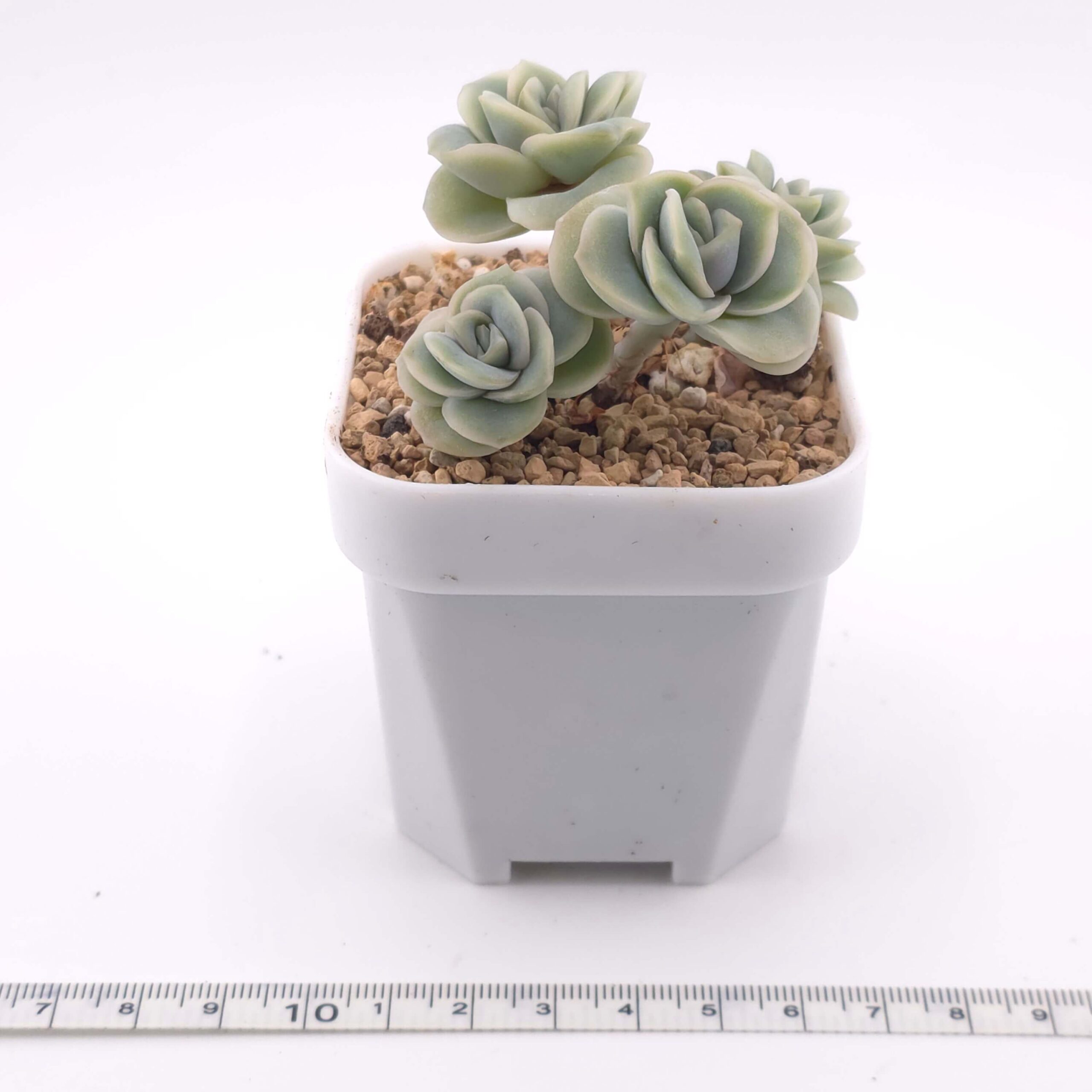 Graptoveria 'Lovely Rose' clustering | 可愛玫瑰群 thumbnail 3