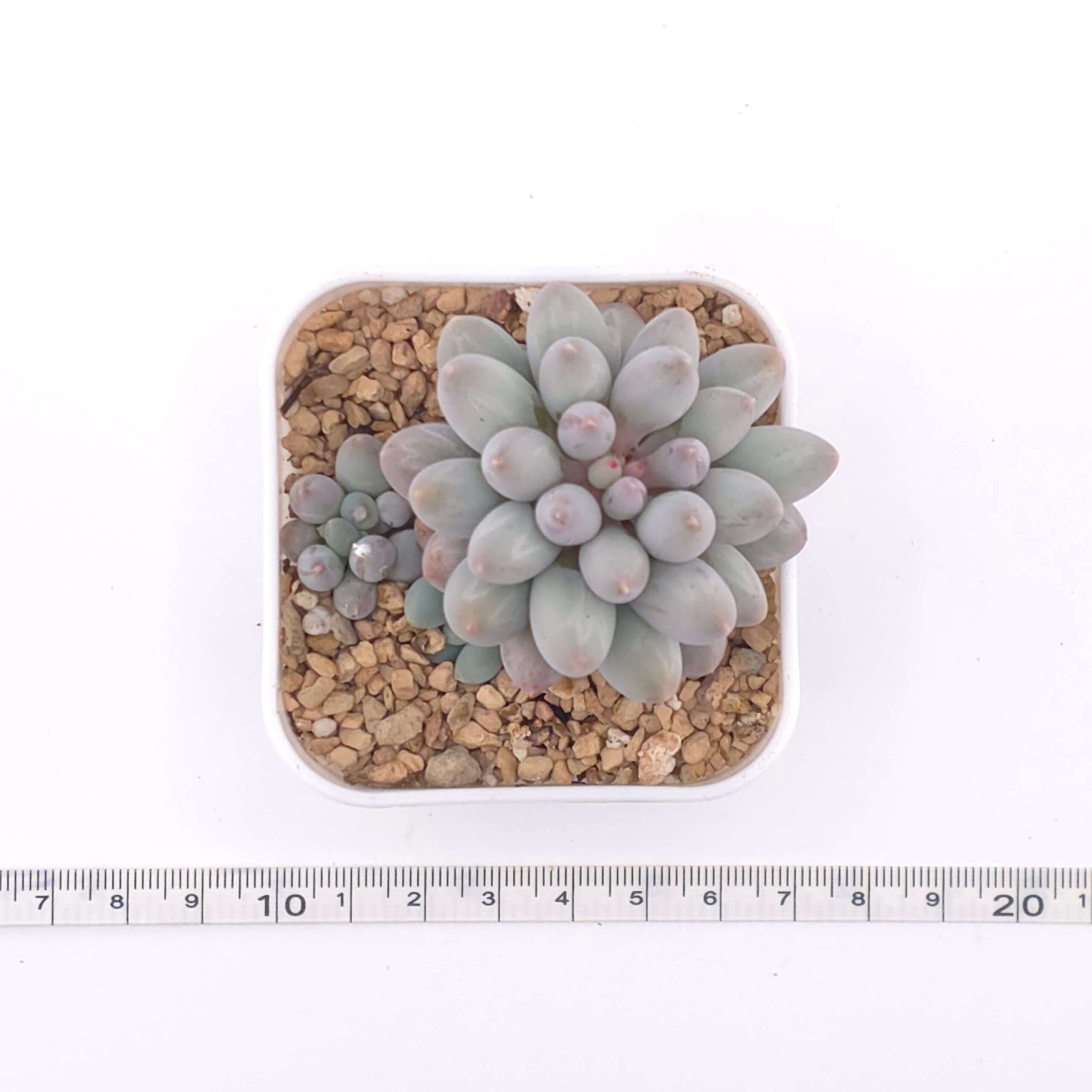Pachyphytum ‘Machucae’ (Baby Finger) | 嬰兒手指 thumbnail 2