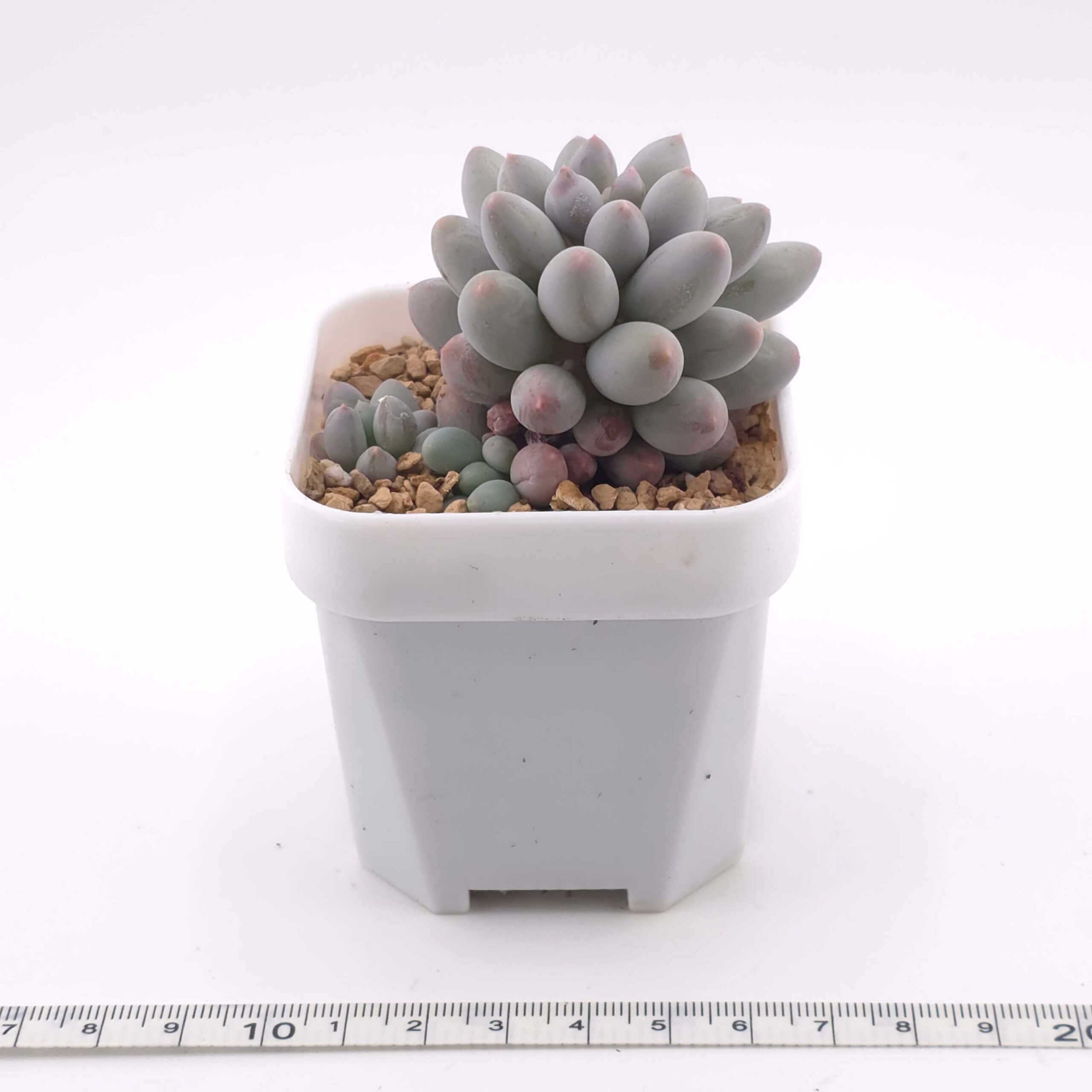 Pachyphytum ‘Machucae’ (Baby Finger) | 嬰兒手指 thumbnail 3