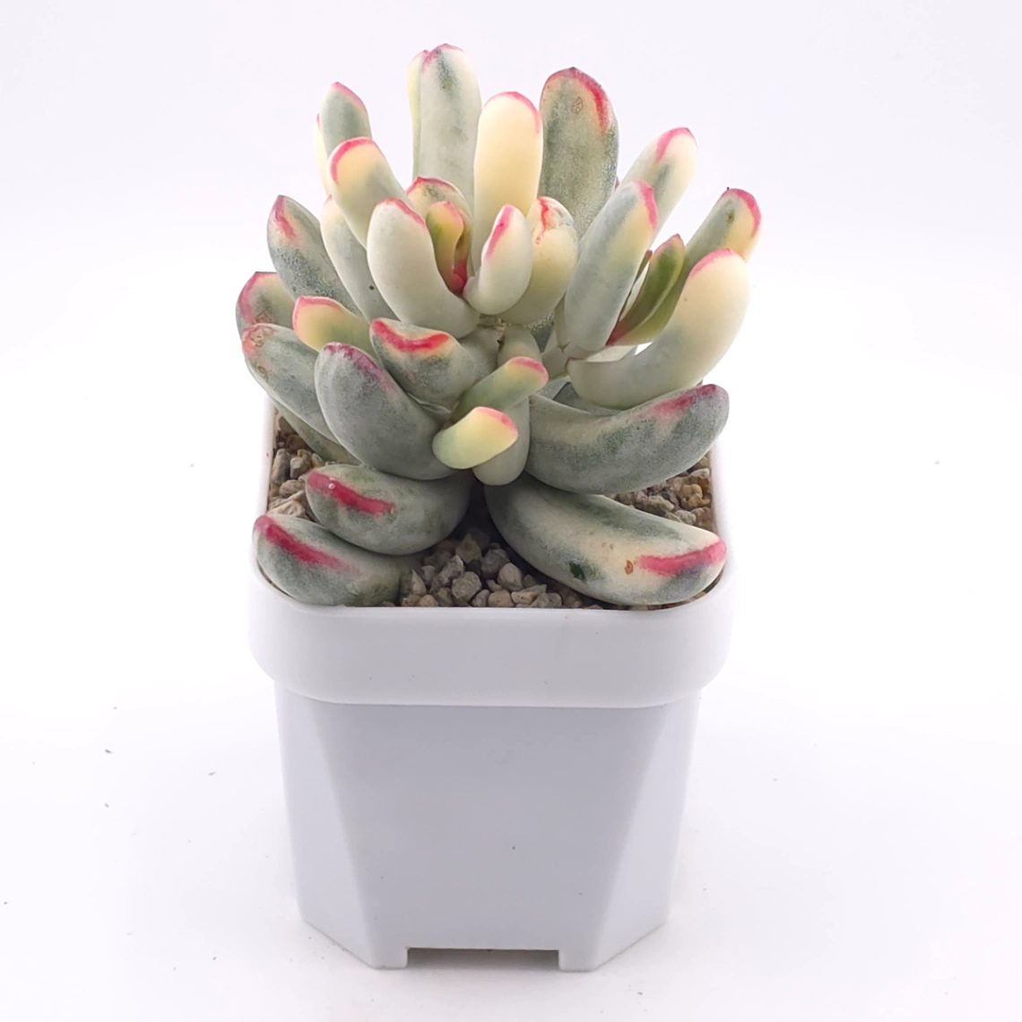 Cotyledon orbiculata cv. variegated (long leaf ver.) | 棒葉福娘錦 thumbnail 2