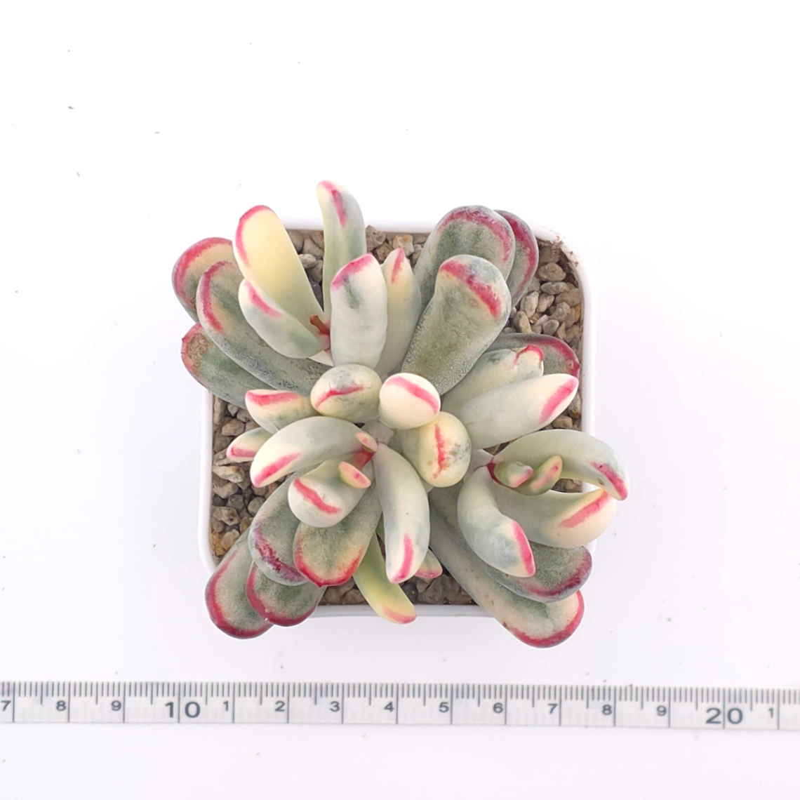 Cotyledon orbiculata cv. variegated (long leaf ver.) | 棒葉福娘錦 thumbnail 3