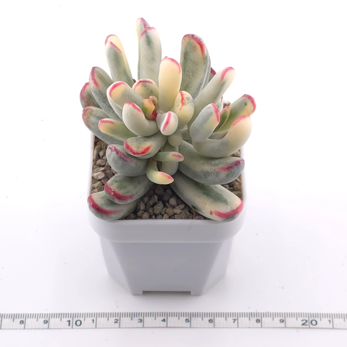 Cotyledon orbiculata cv. variegated (long leaf ver.) | 棒葉福娘錦 thumbnail 4