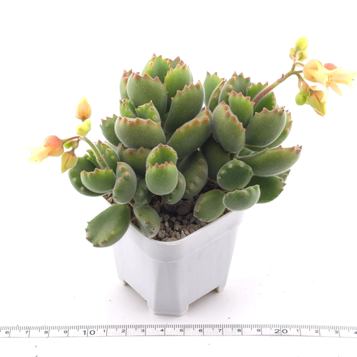 Cotyledon tomentosa ‘Bear’s Paw’ | 綠熊 / 熊童子 thumbnail 2