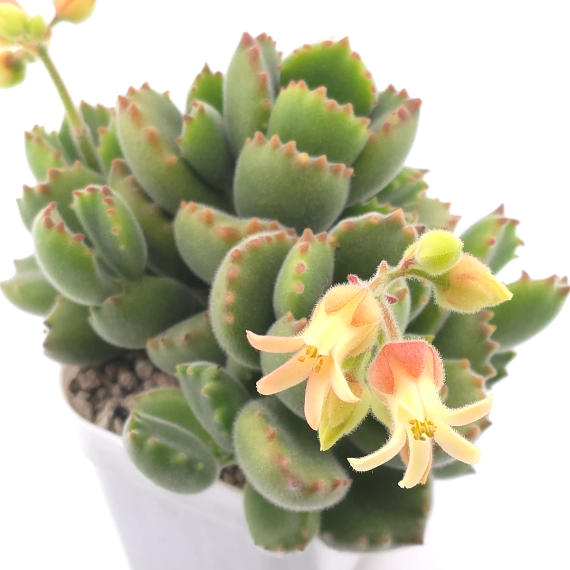 Cotyledon tomentosa ‘Bear’s Paw’ | 綠熊 / 熊童子 thumbnail 3