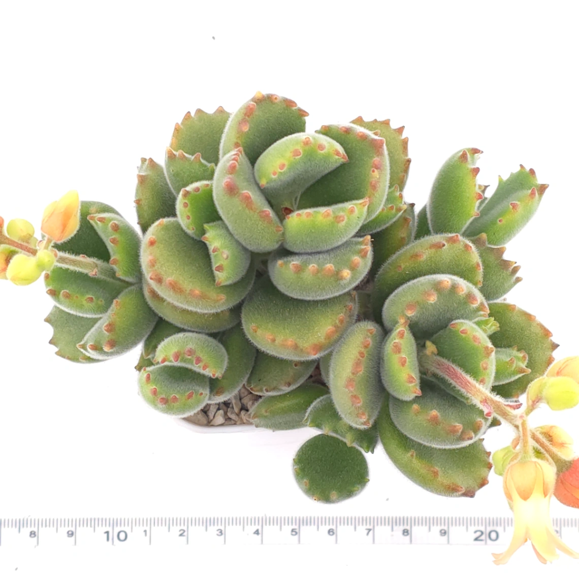 Cotyledon tomentosa ‘Bear’s Paw’ | 綠熊 / 熊童子 thumbnail 4